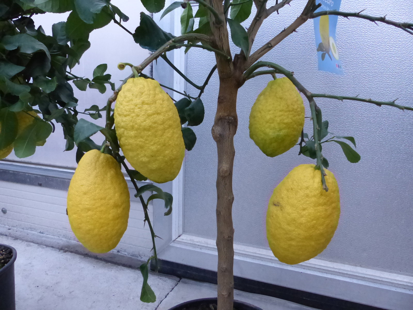 Zitrus Zitronenbaum Zitrone Citrus Limon Limone 100 - 120 cm Zitruspflanze mit reifen Früchten