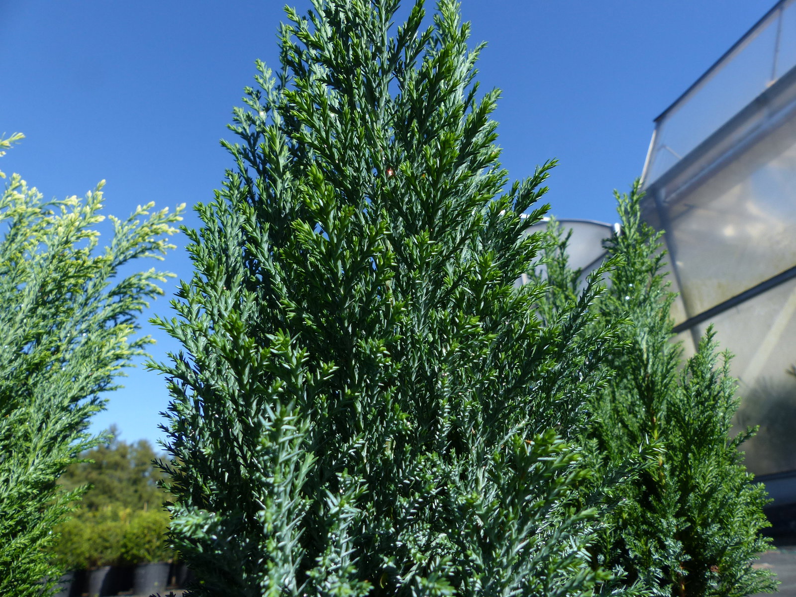 25 Stück Zypresse Scheinzypresse Ellwoodii winterharte Konifere 40 - 55 cm Hecke