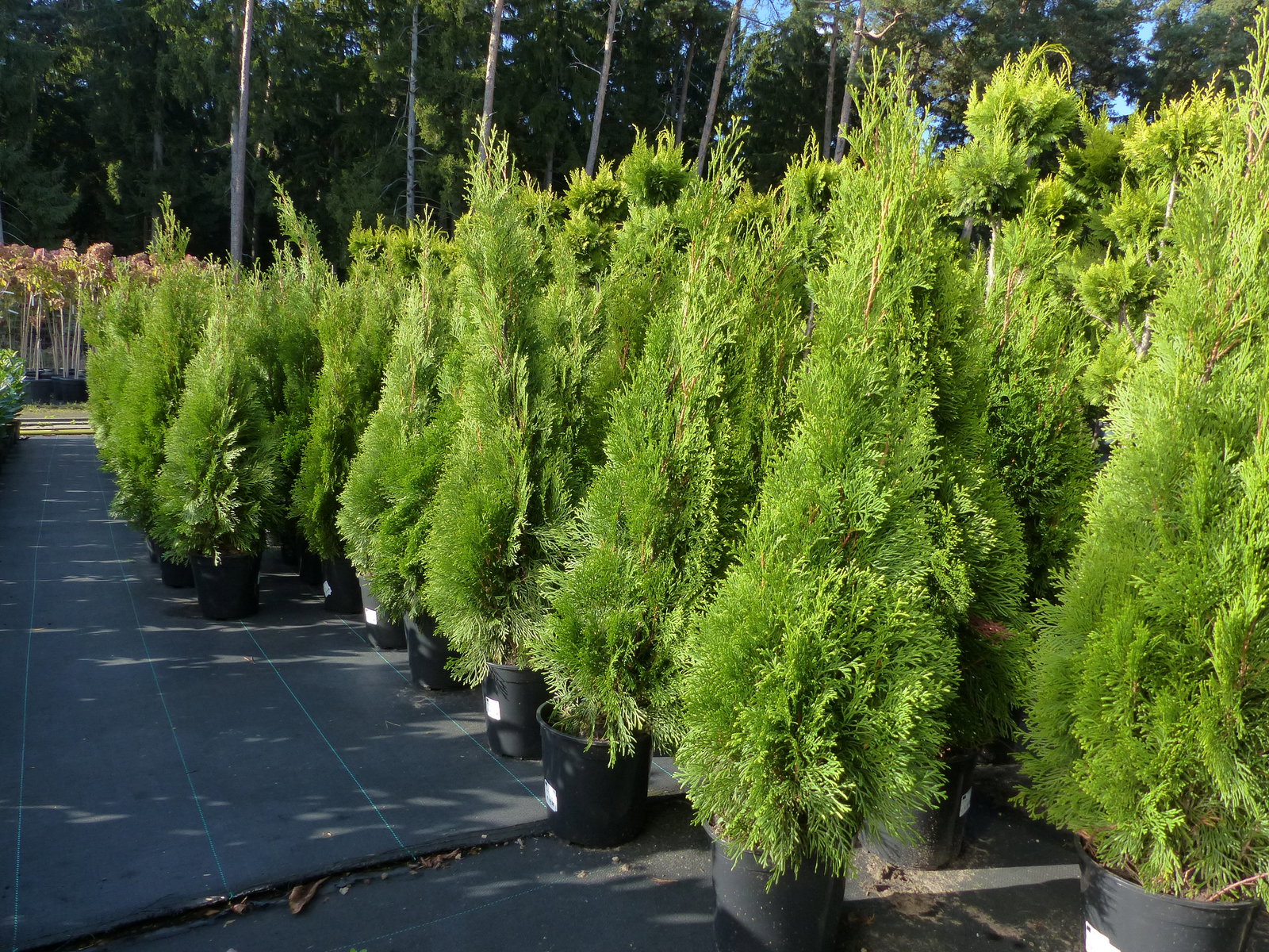 Thuja occ. Smaragd 100-120 cm, Heckenpflanze, Formschnitt, immergrün