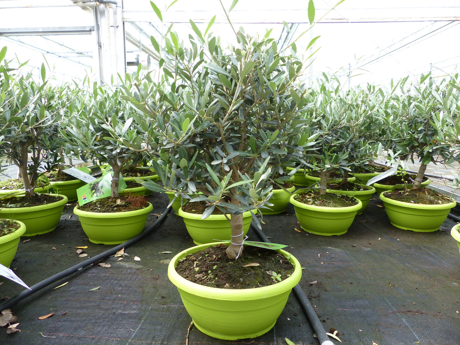 Olivenbaum Bonsai Formgehölz, Olive winterhart, Olea europaea 50 - 60 cm