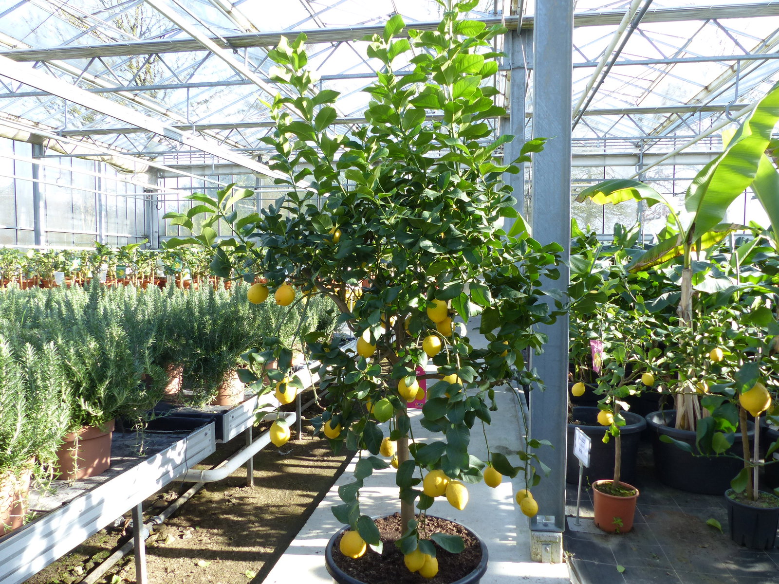 Zitrus Zitronenbaum 200 - 230 cm Zitrone Citrus Limon Zitruspflanze - purer Zitrusduft