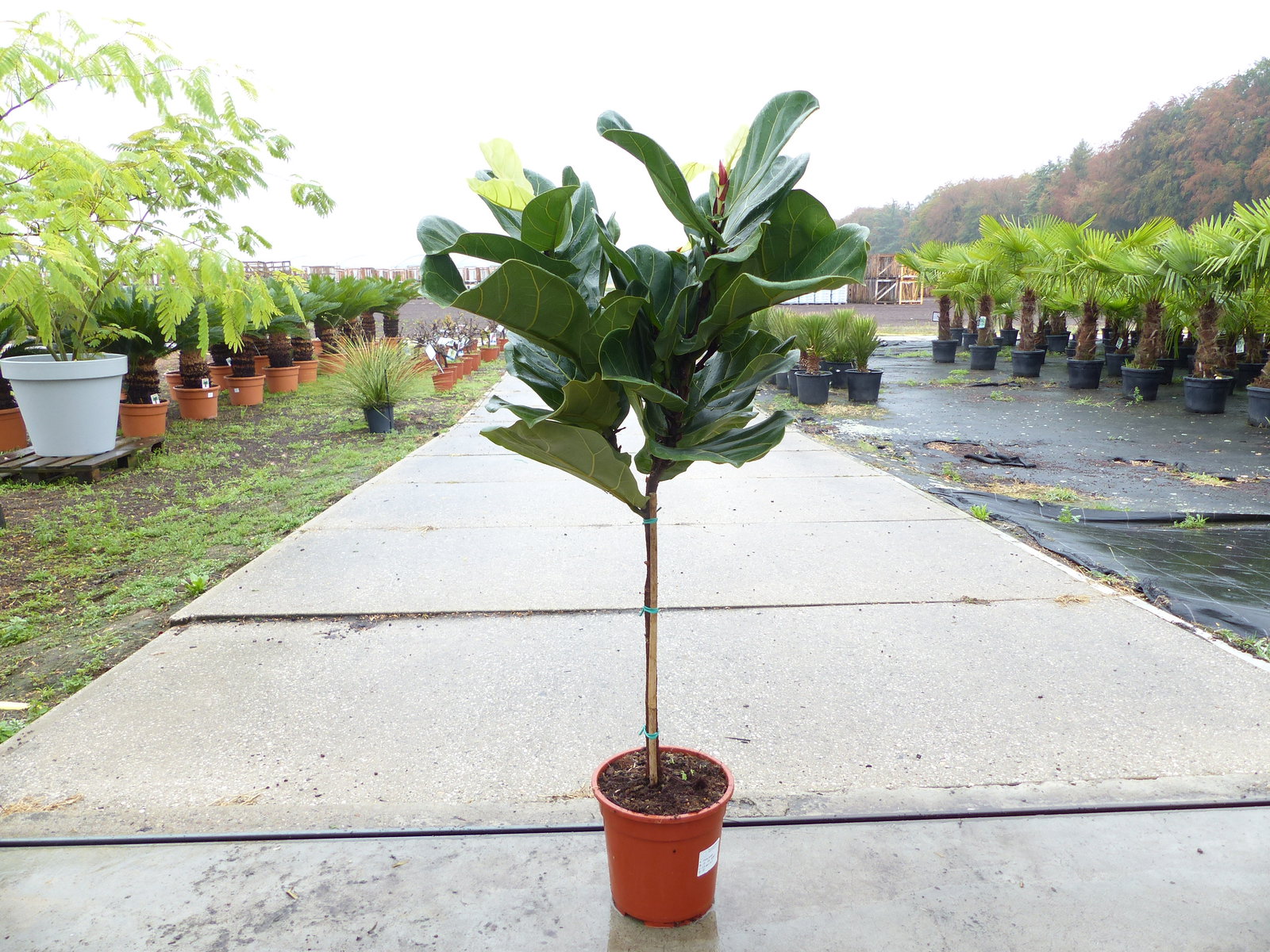 Ficus lyrata | Geigenfeige | Feigenbaum | 100 - 120 cm | Geigenblatt-Ficus | Feige | Stamm | Premiumqualität