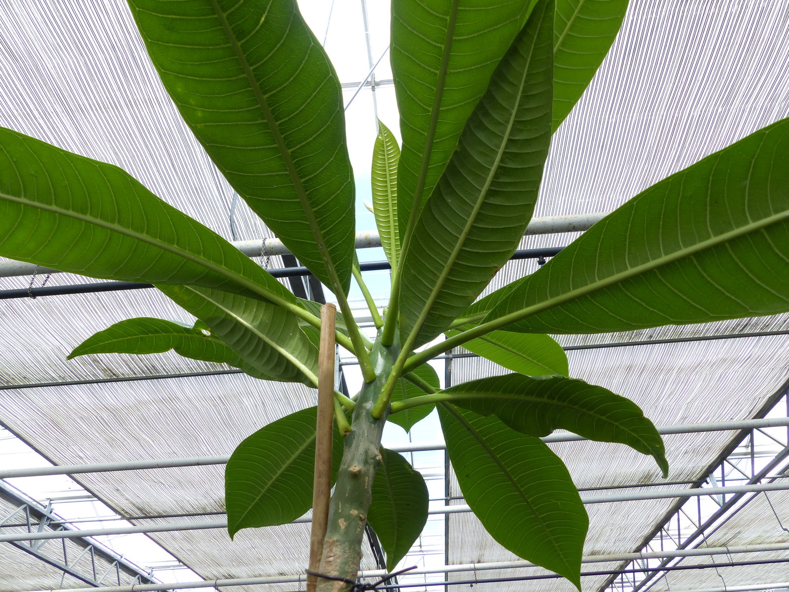 Plumeria rubra Santagata | Frangipani | Tempelbaum | Pagodenbaum | 160 - 190 cm