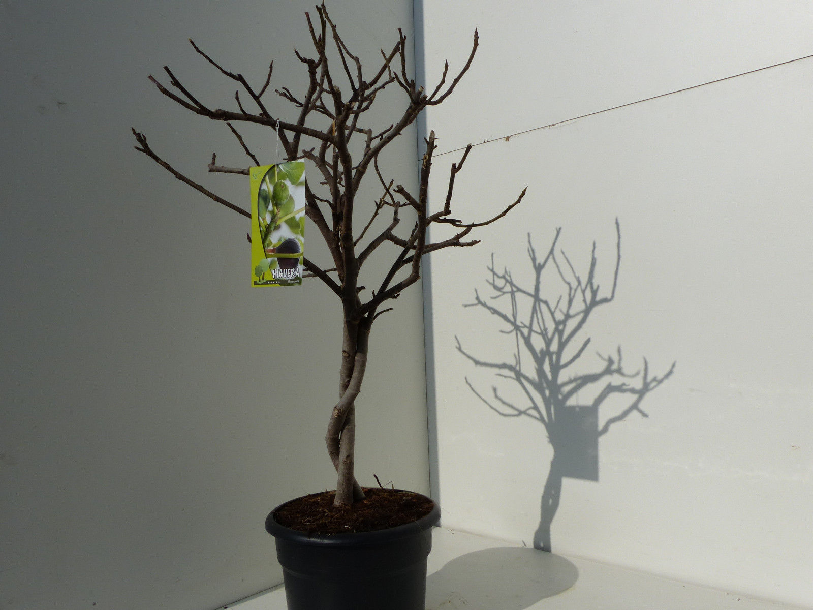 Feigenbaum - hell UND dunkel - in 1 Topf, Obstbaum, winterhart, Ficus Carica, Feige