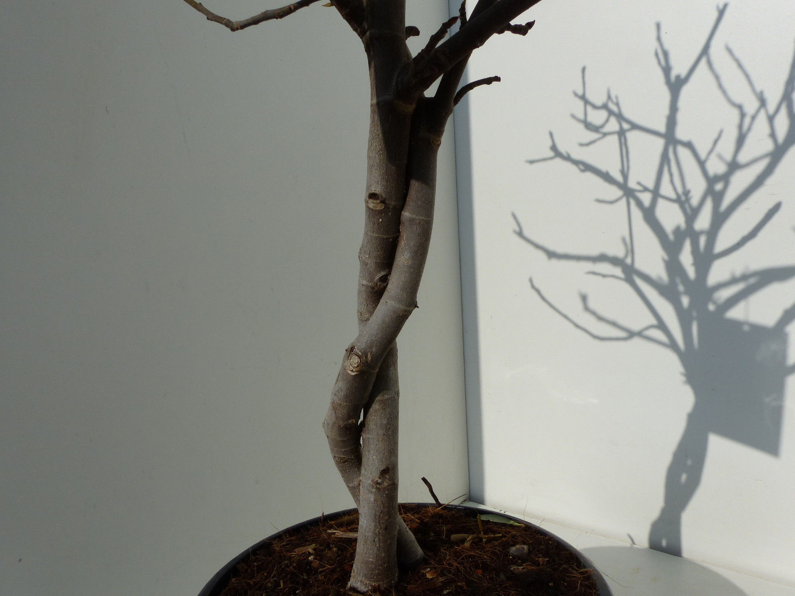 Feigenbaum - hell UND dunkel - in 1 Topf, Obstbaum, winterhart, Ficus Carica, Feige