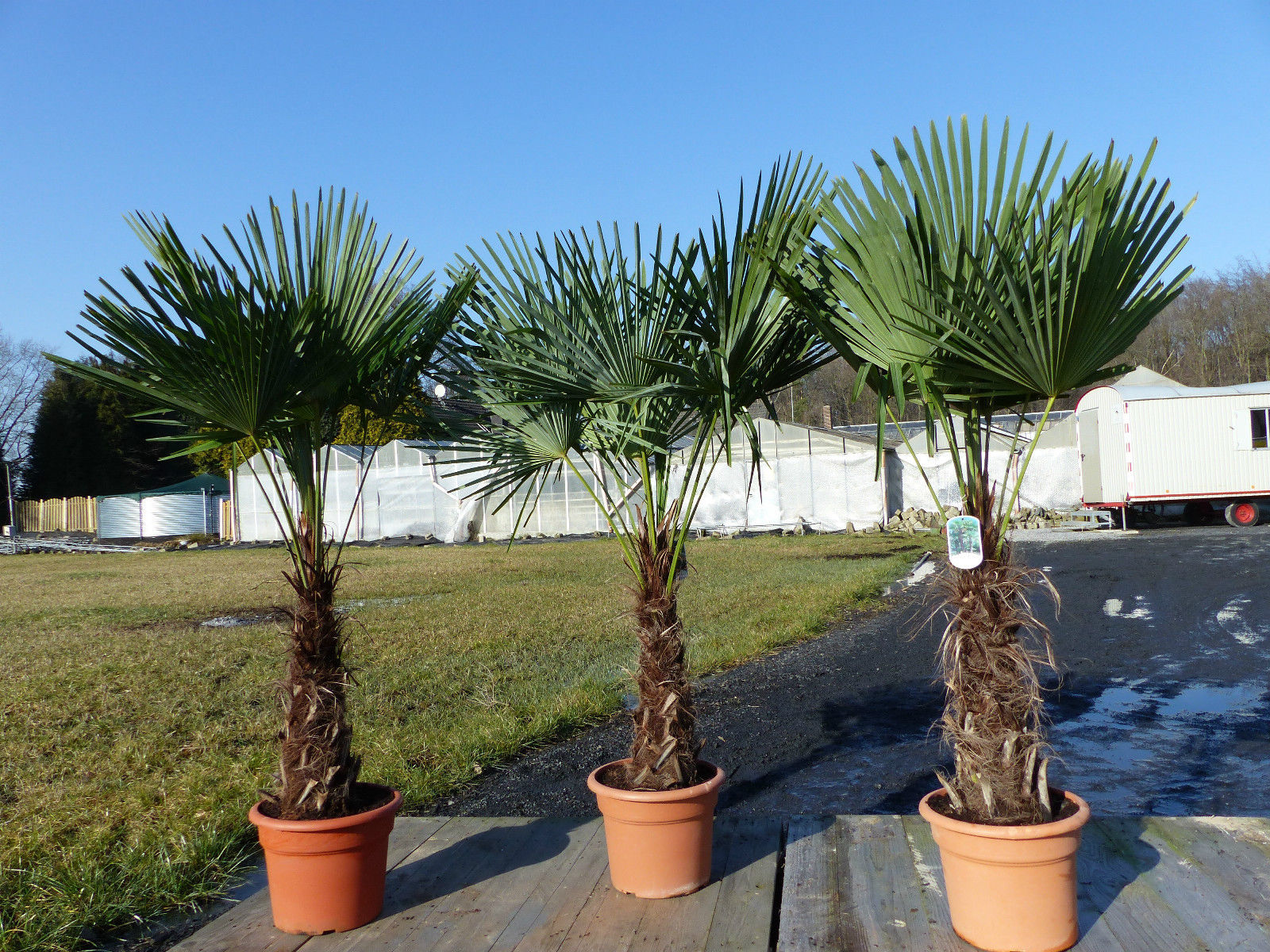 XXL Palme winterhart 180 cm Trachycarpus fortunei, Hanfpalme, Top-Qualität
