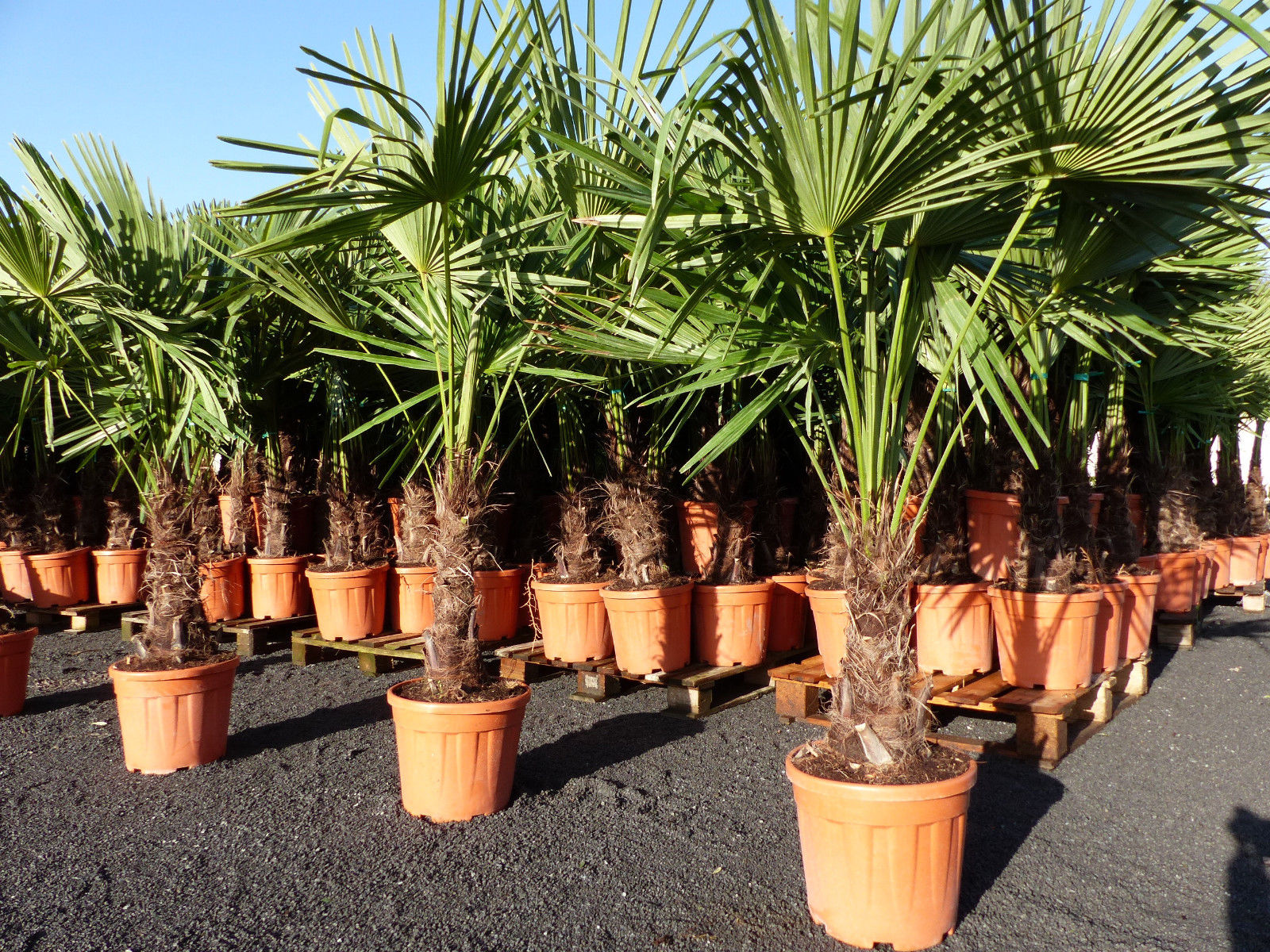 XXL Palme winterhart 180 cm Trachycarpus fortunei, Hanfpalme, Top-Qualität