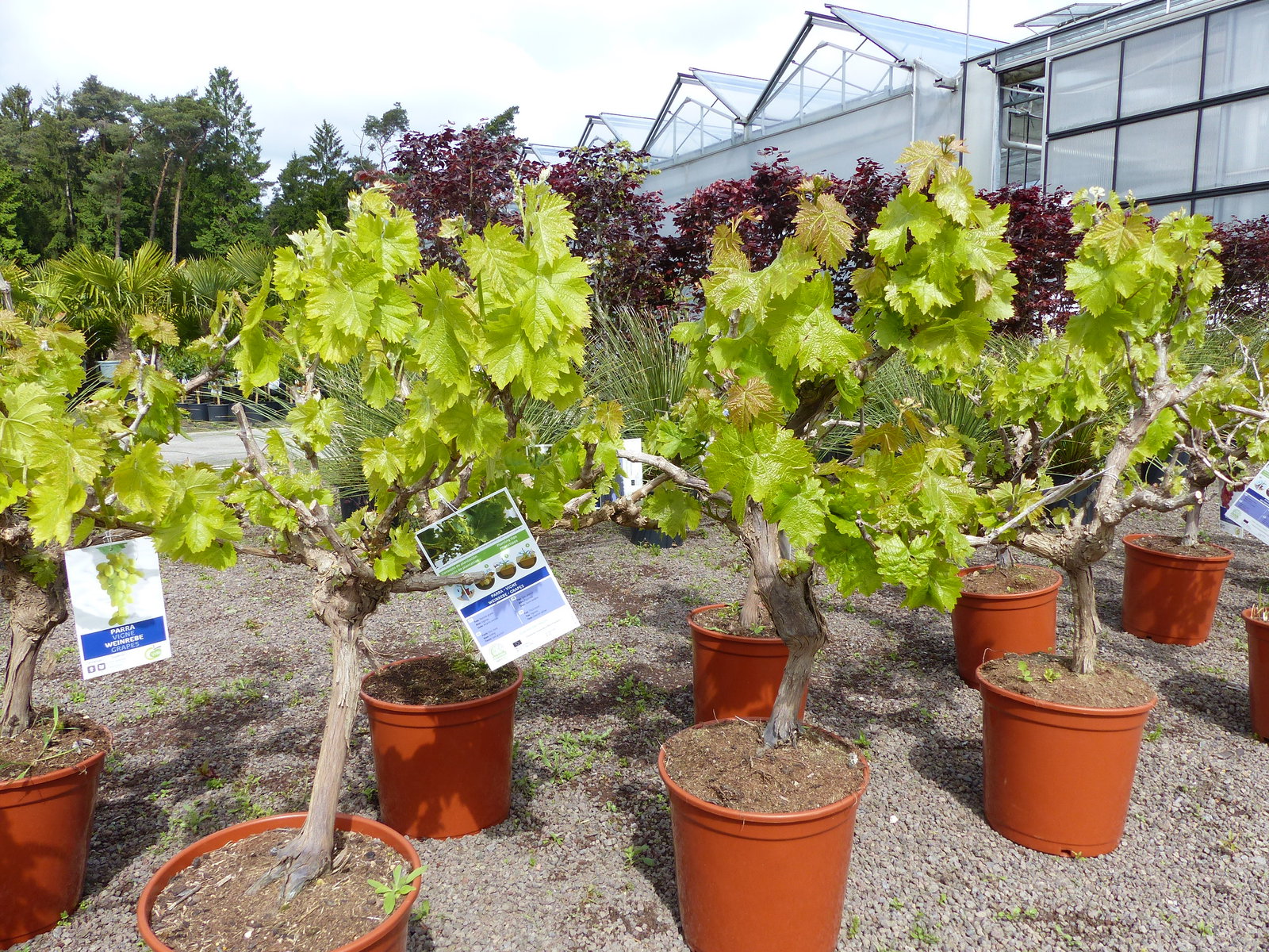 Vitis Vinifera kernlos rote & helle Trauben Weinstock, knorrige Weinrebe, Weintraube