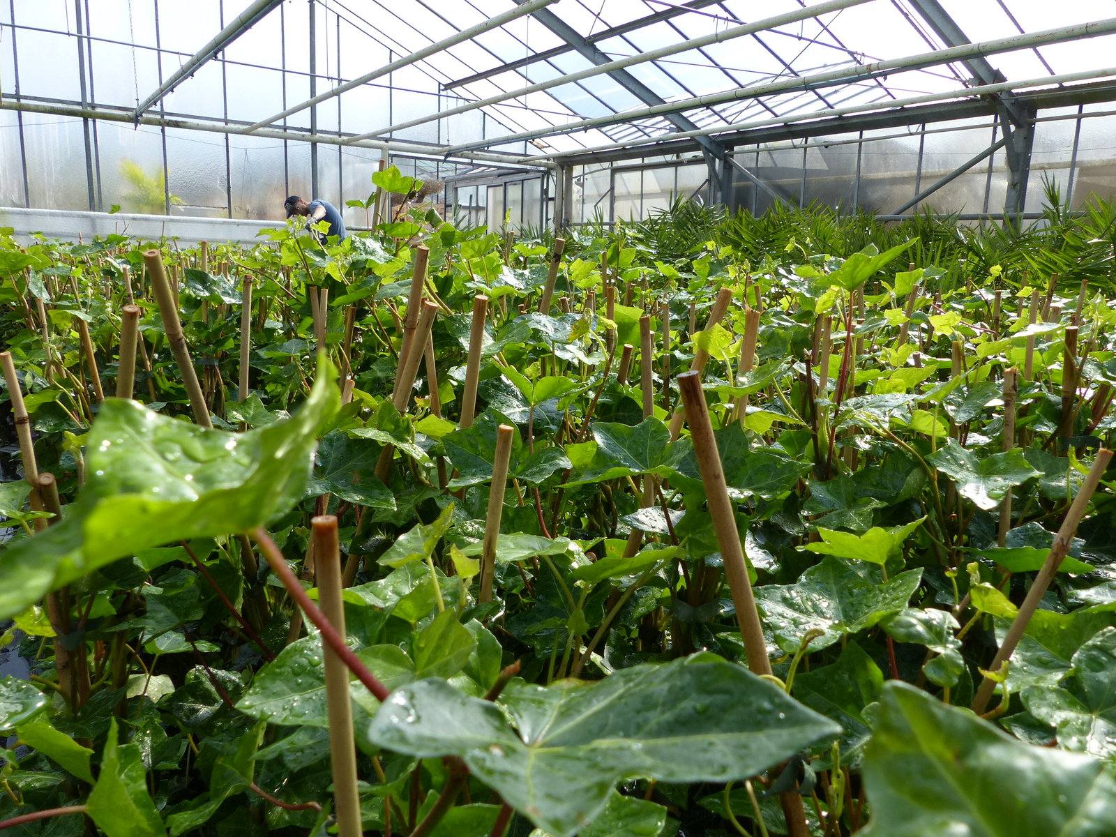 10 Stück Efeu Hedera helix 85 - 105 cm Heckenpflanze winterhart Kletterpflanze Hecke Sichtschutz blickdicht