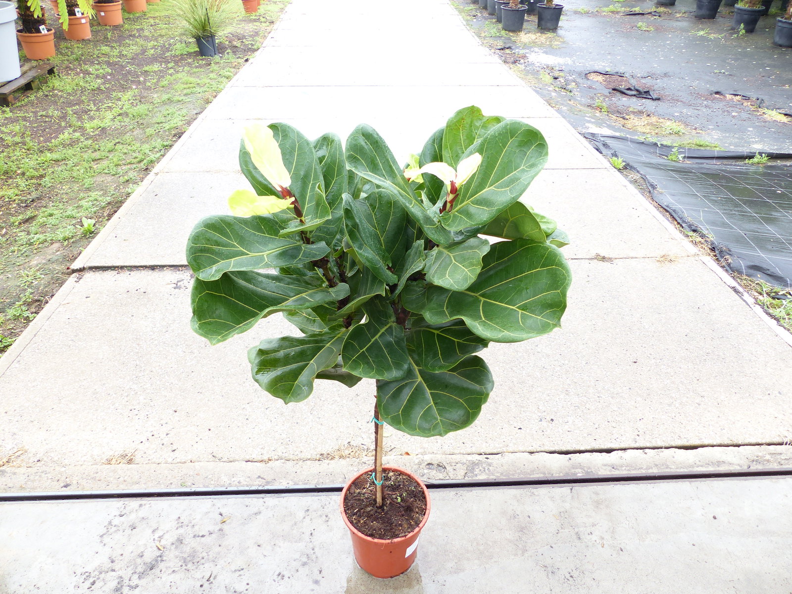 Ficus lyrata | Geigenfeige | Feigenbaum | 100 - 120 cm | Geigenblatt-Ficus | Feige | Stamm | Premiumqualität