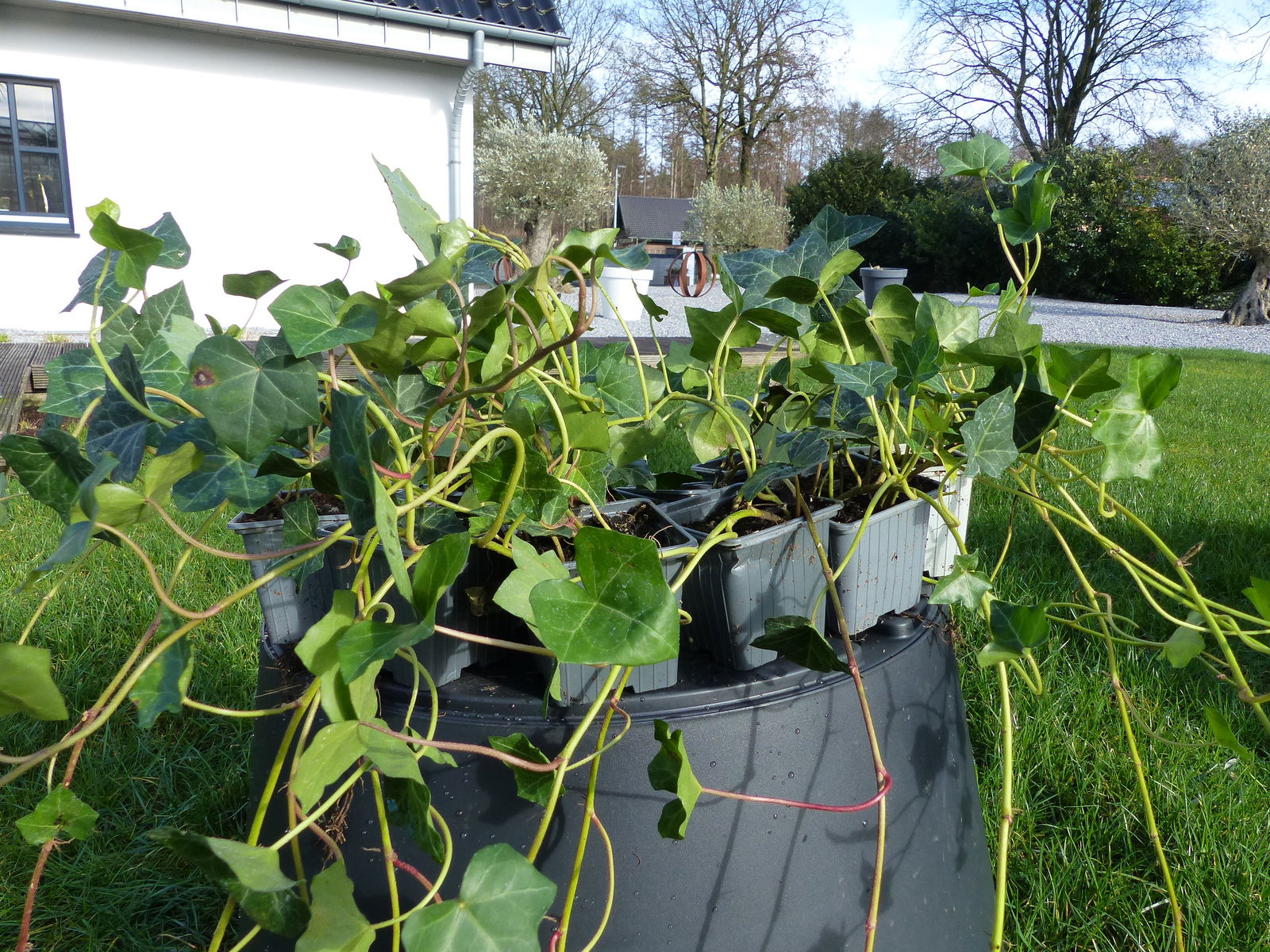 25 Stück Efeu Hedera helix 40 - 50 cm Heckenpflanze winterhart Kletterpflanze Hecke Sichtschutz blickdicht