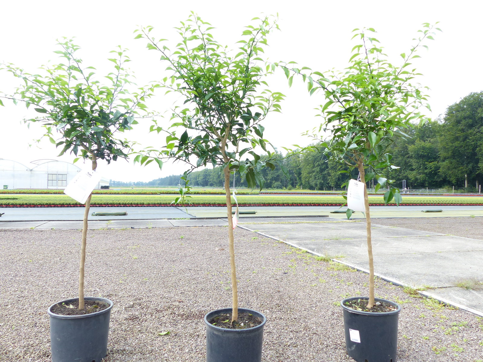 Citrus Yuzu 130 - 150 cm, Zitronenbaum Zitrone, japanische Zitrone, winterhart