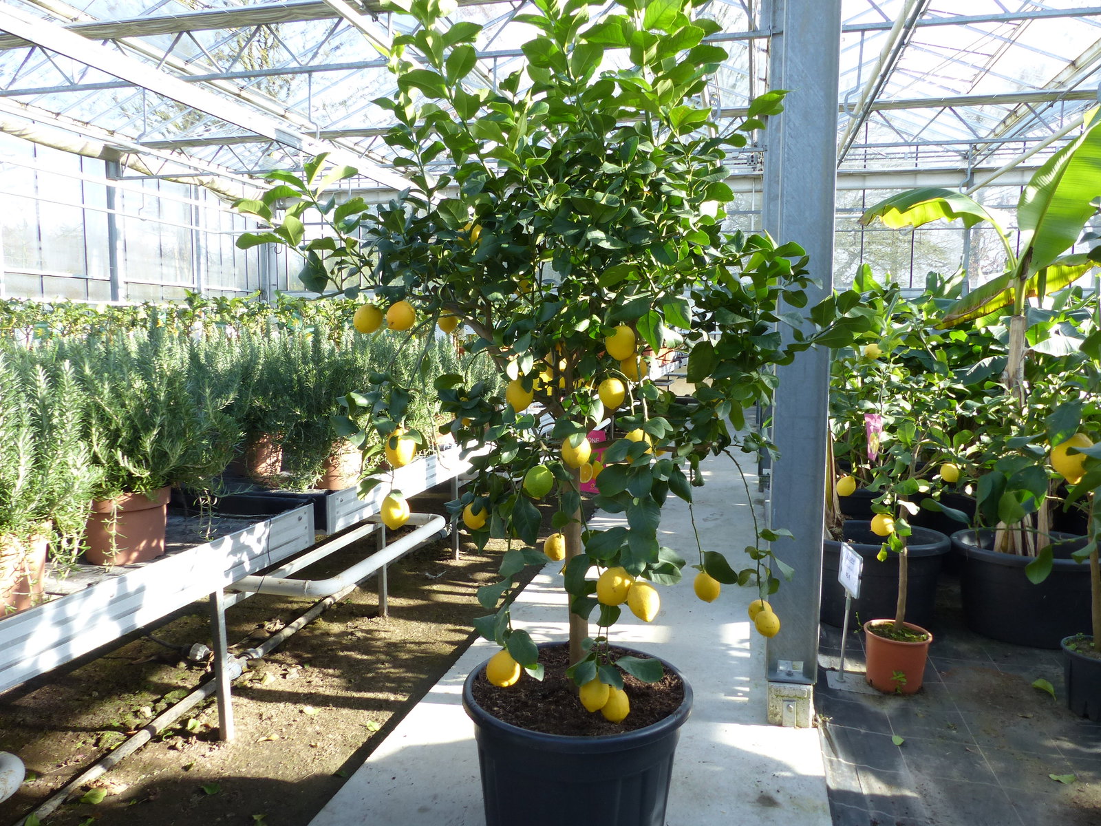 Zitrus Zitronenbaum 200 - 230 cm Zitrone Citrus Limon Zitruspflanze - purer Zitrusduft