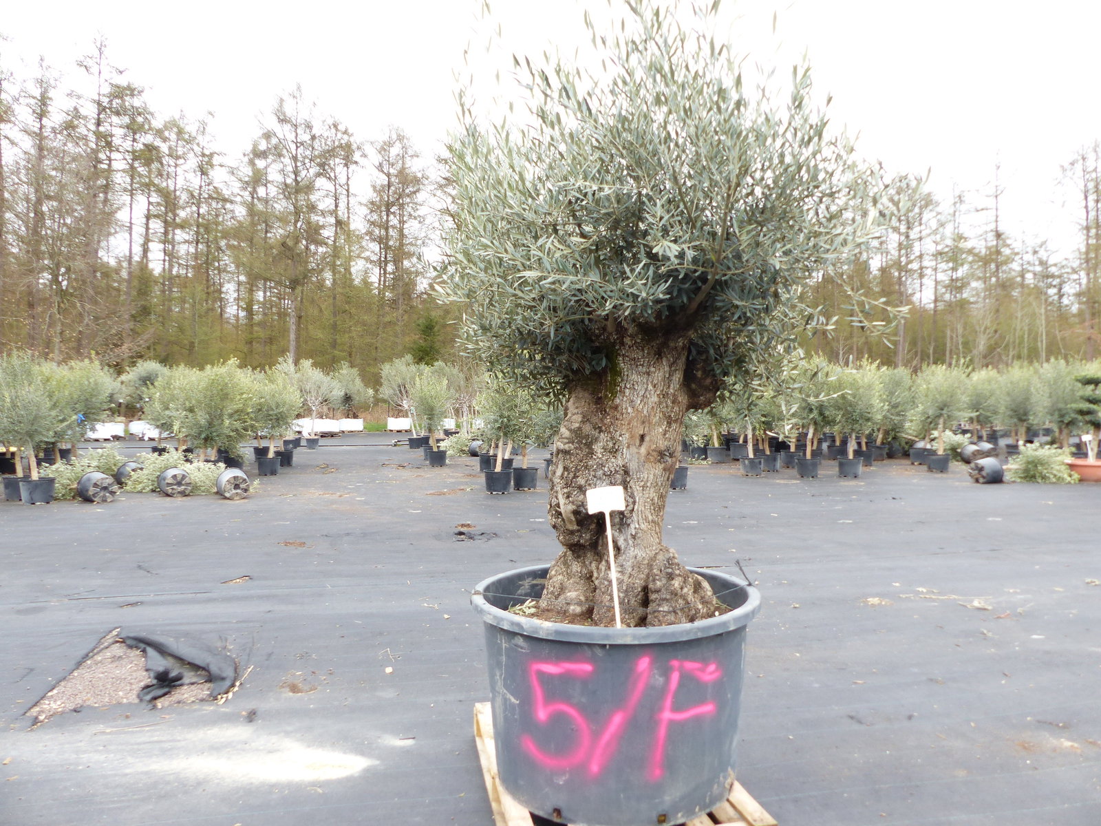 genau diesen Baum Nr. 5/F, 250 cm, Olivenbaum, knorrige alte urige Olive winterhart