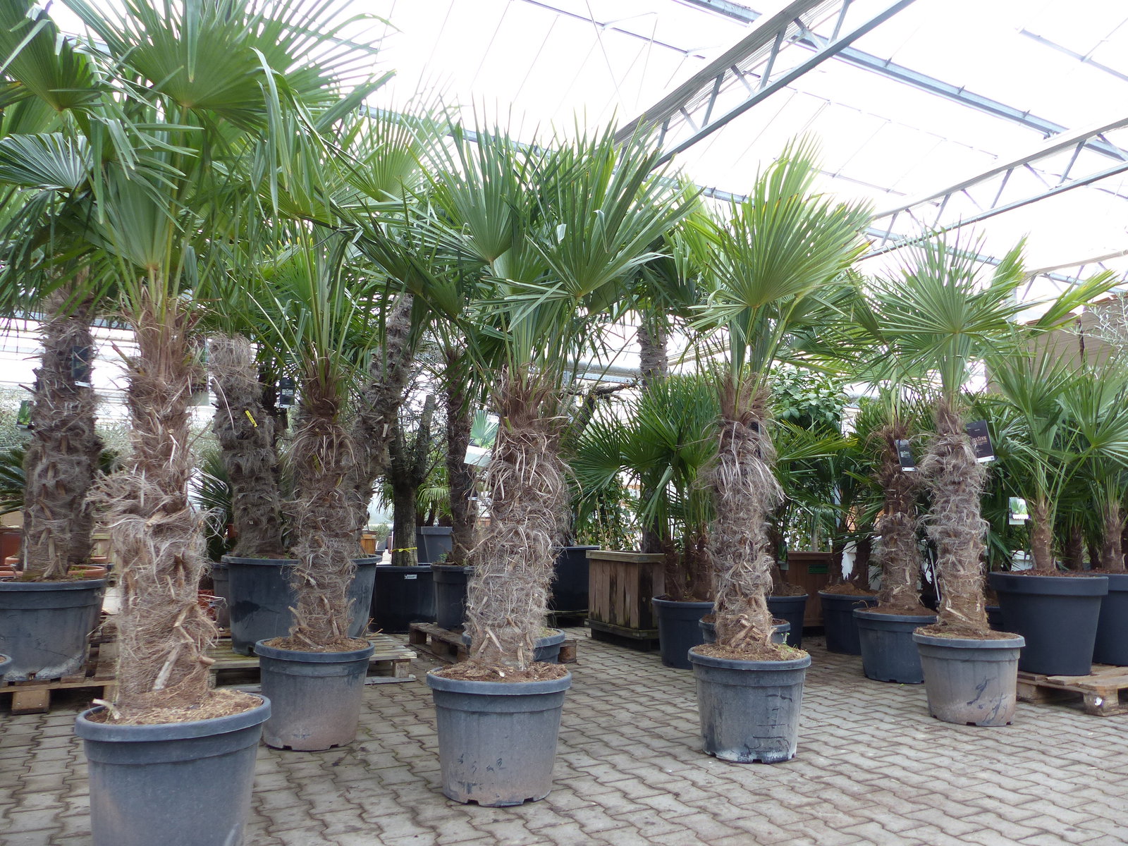 XXXXL 210 - 230 cm Trachycarpus fortunei Hanfpalme, winterharte Palme bis -18°C