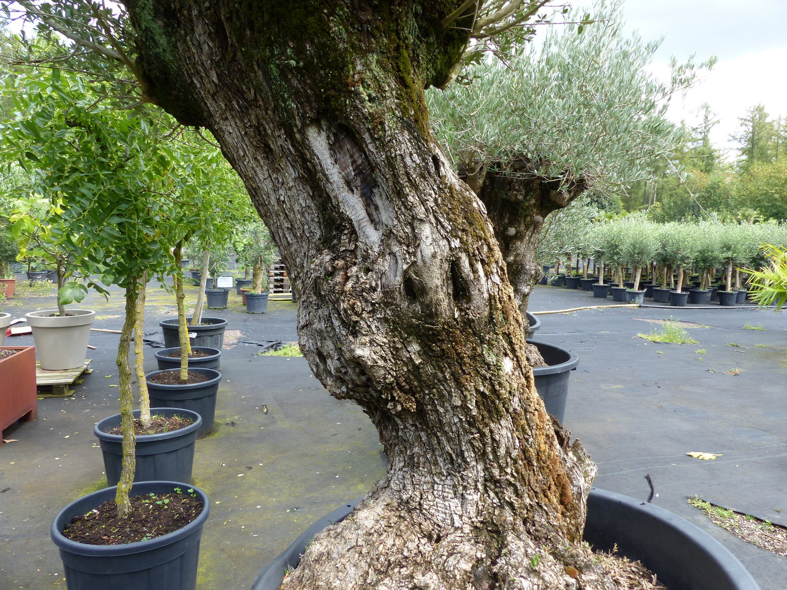 exakt dieser Baum Nr. 24Y, 245 cm, Olivenbaum 'Angebot' knorrige alte urige Olive winterhart