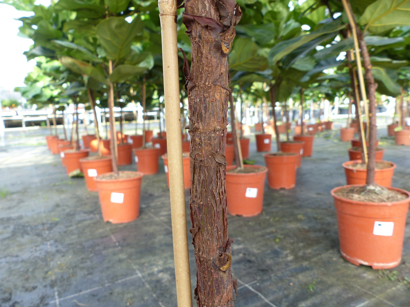 Ficus lyrata | Geigenfeige | Feigenbaum | 125 - 155 cm | Geigenblatt-Ficus | Feige | Stamm | Premiumqualität