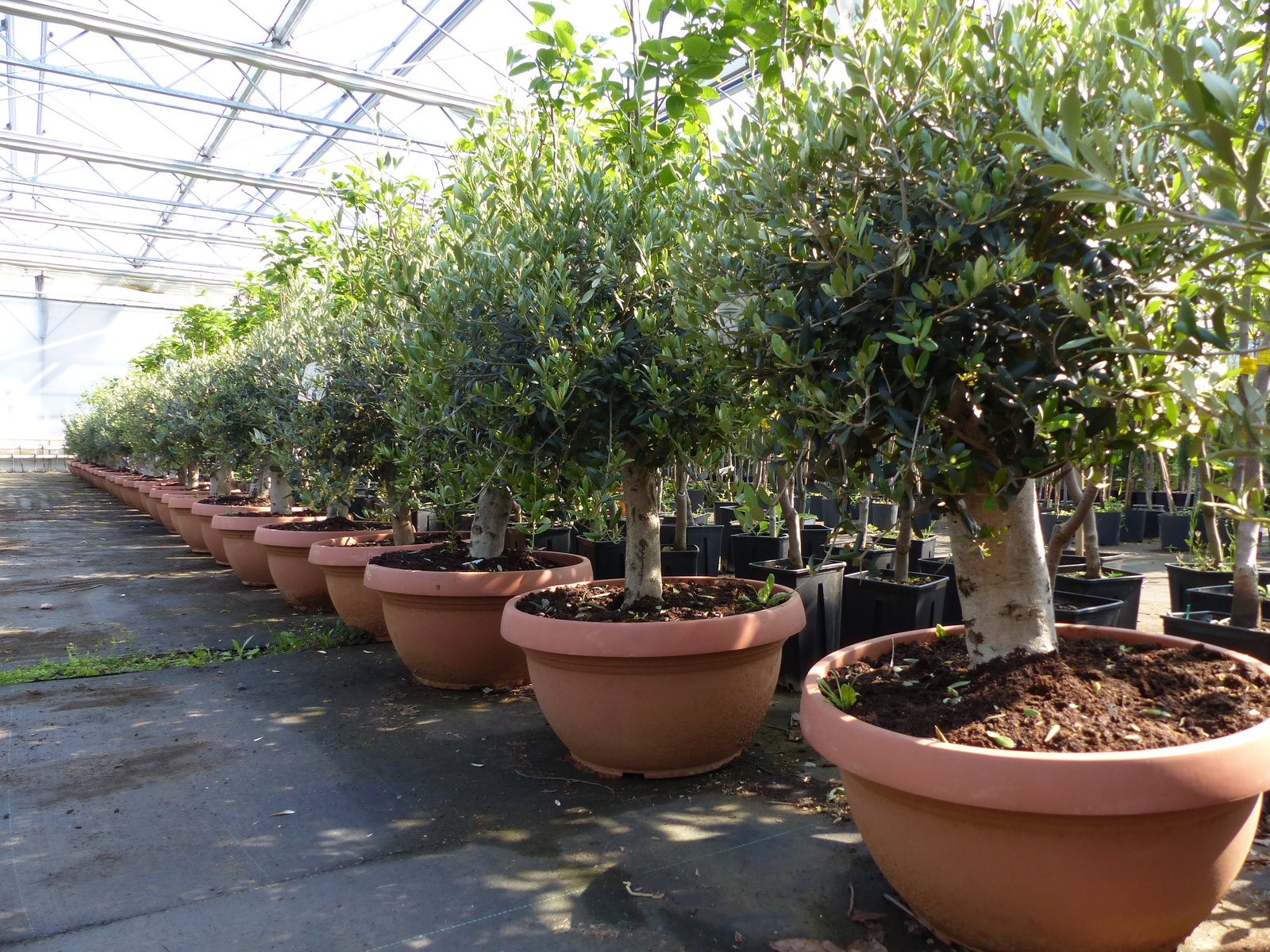 Olivenbaum Bonsai 100 - 120 cm Formgehölz, Olive winterhart, Olea europaea