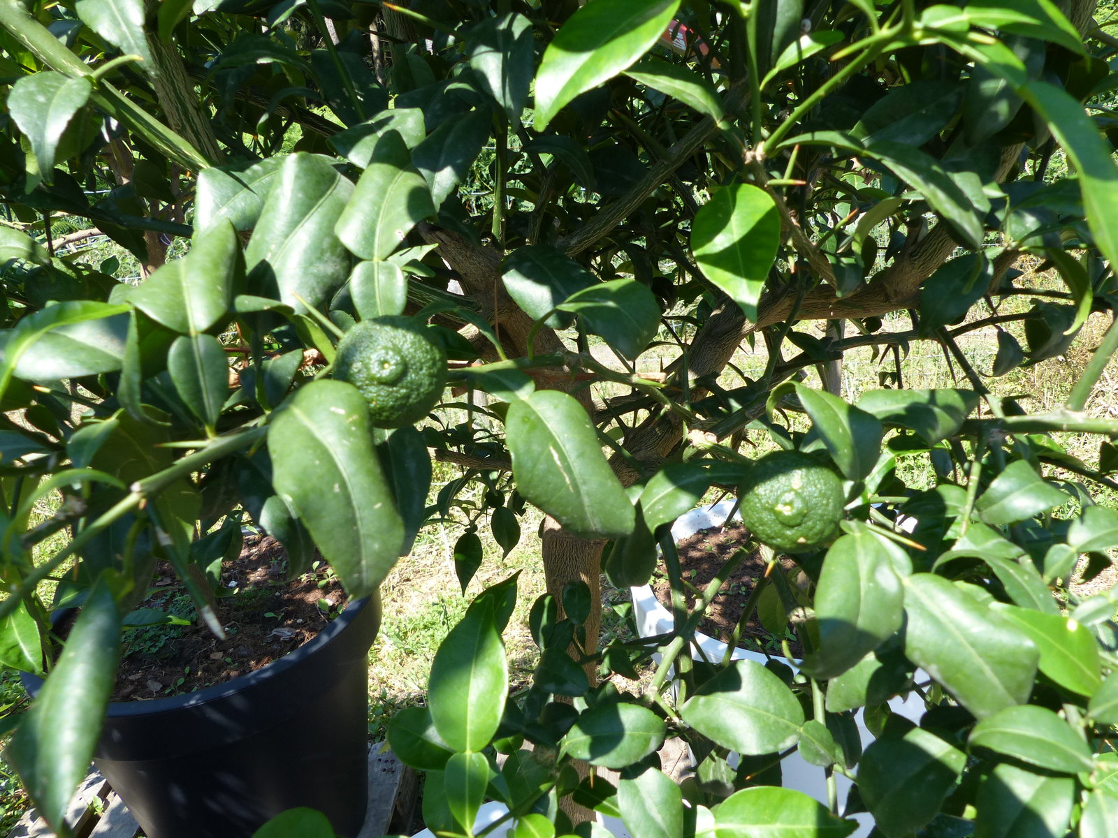 Citrus Yuzu | 190 - 210 cm | im E&K Pflanzkübel | Zitronenbaum | Zitrone | japanische Zitrone | winterhart