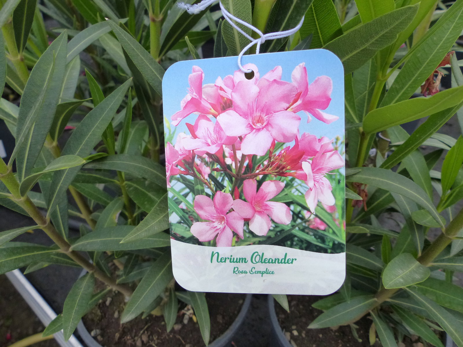Oleander Busch 80 cm Nerium Rosenlorbeer Premium rot, rosa oder weiß
