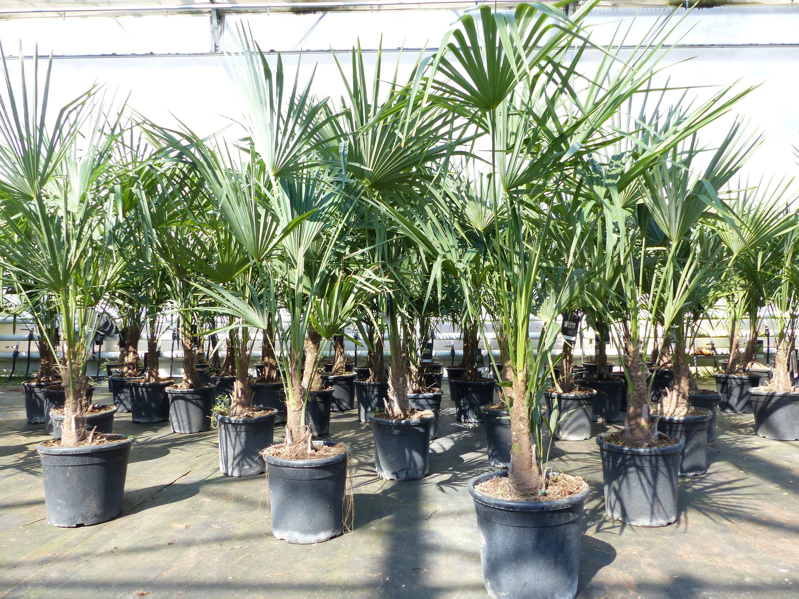 Trachycarpus fortunei 140 cm Palme Hanfpalme, winterhart bis -18°C