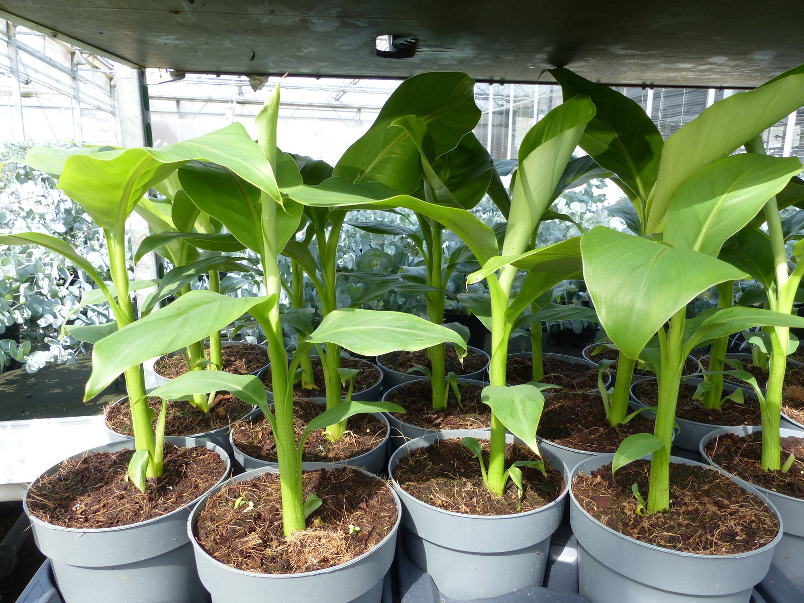 Bananenstaude Musa Basjoo 60 - 80 cm winterhart Staude japanische Faserbanane