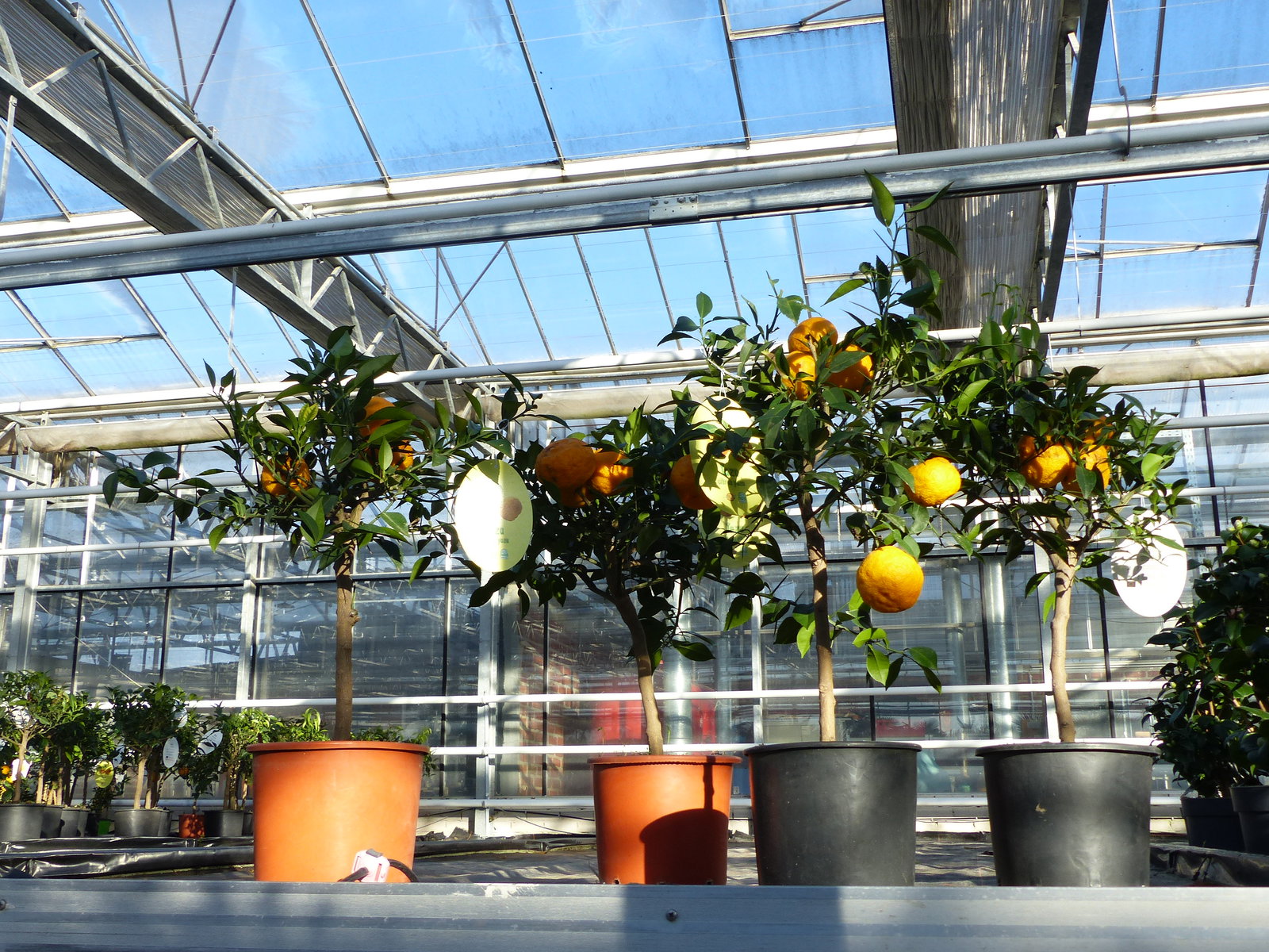 Citrus Yuzu 70 - 80 cm, Zitronenbaum Zitrone, japanische Zitrone, winterhart