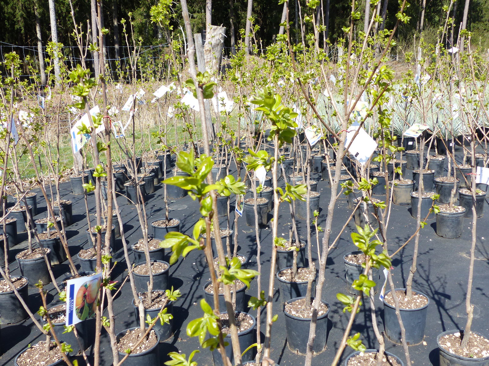 Kaki Sharonfrucht 150 - 180 cm Götterfrucht Diospyros Kaki Pflanze, winterhart