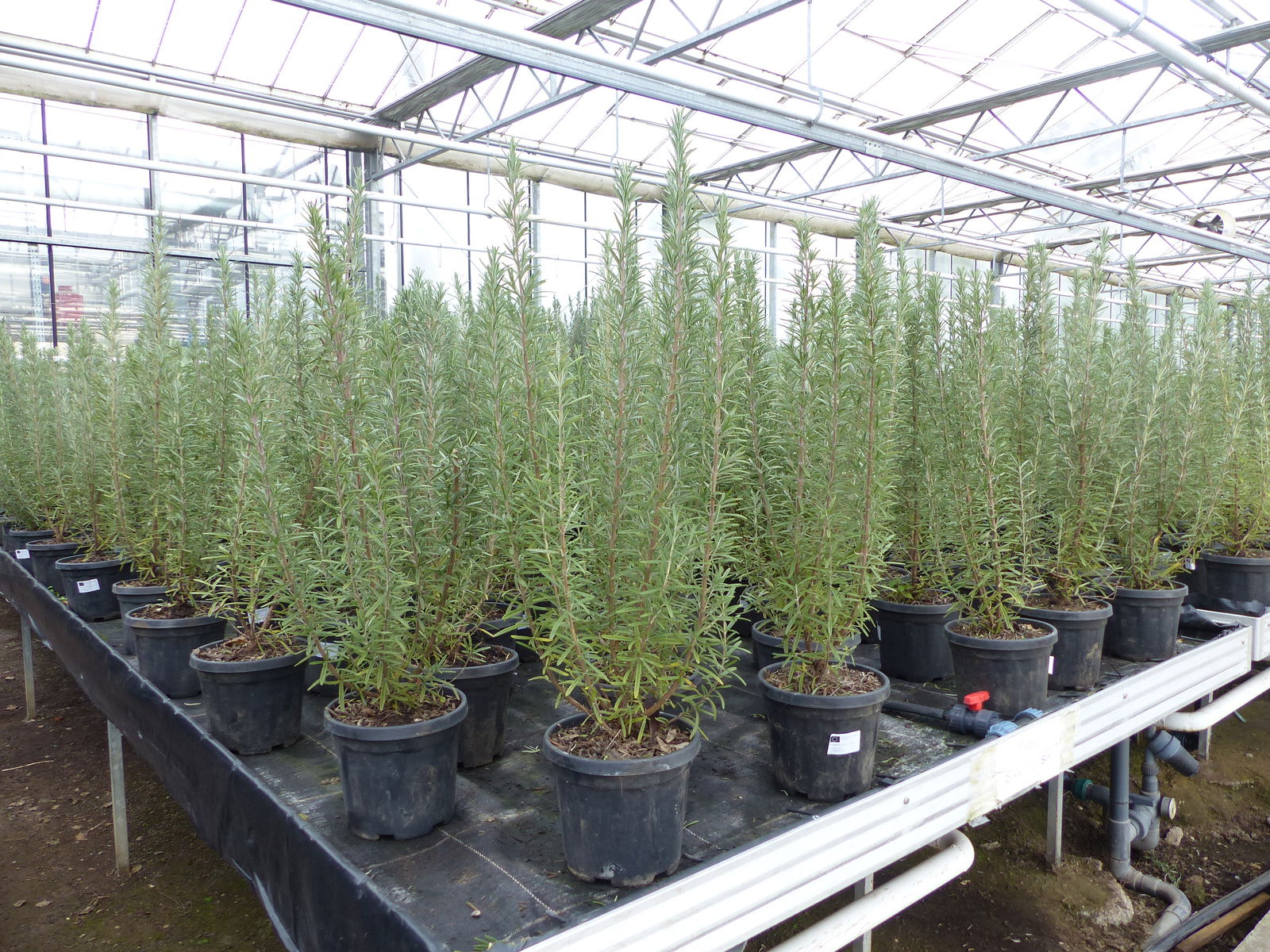 7 Stück echter Rosmarin Officinalis 50-60cm Höhe, XL Busch Ø 20-30 cm, stehend, winterhart Kräuter