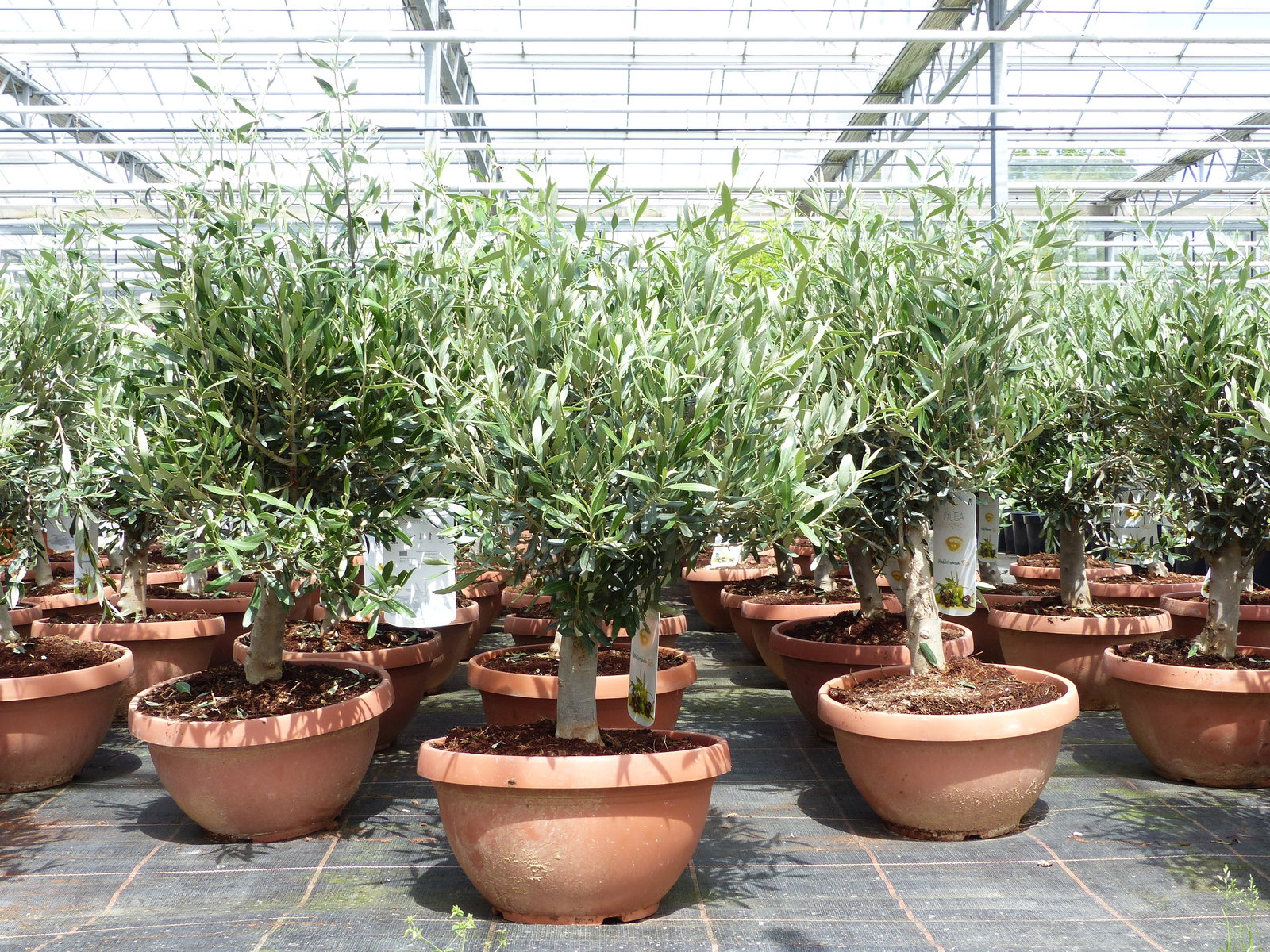 Olivenbaum Bonsai 70 - 90 cm Formgehölz, Olive winterhart, Olea europaea