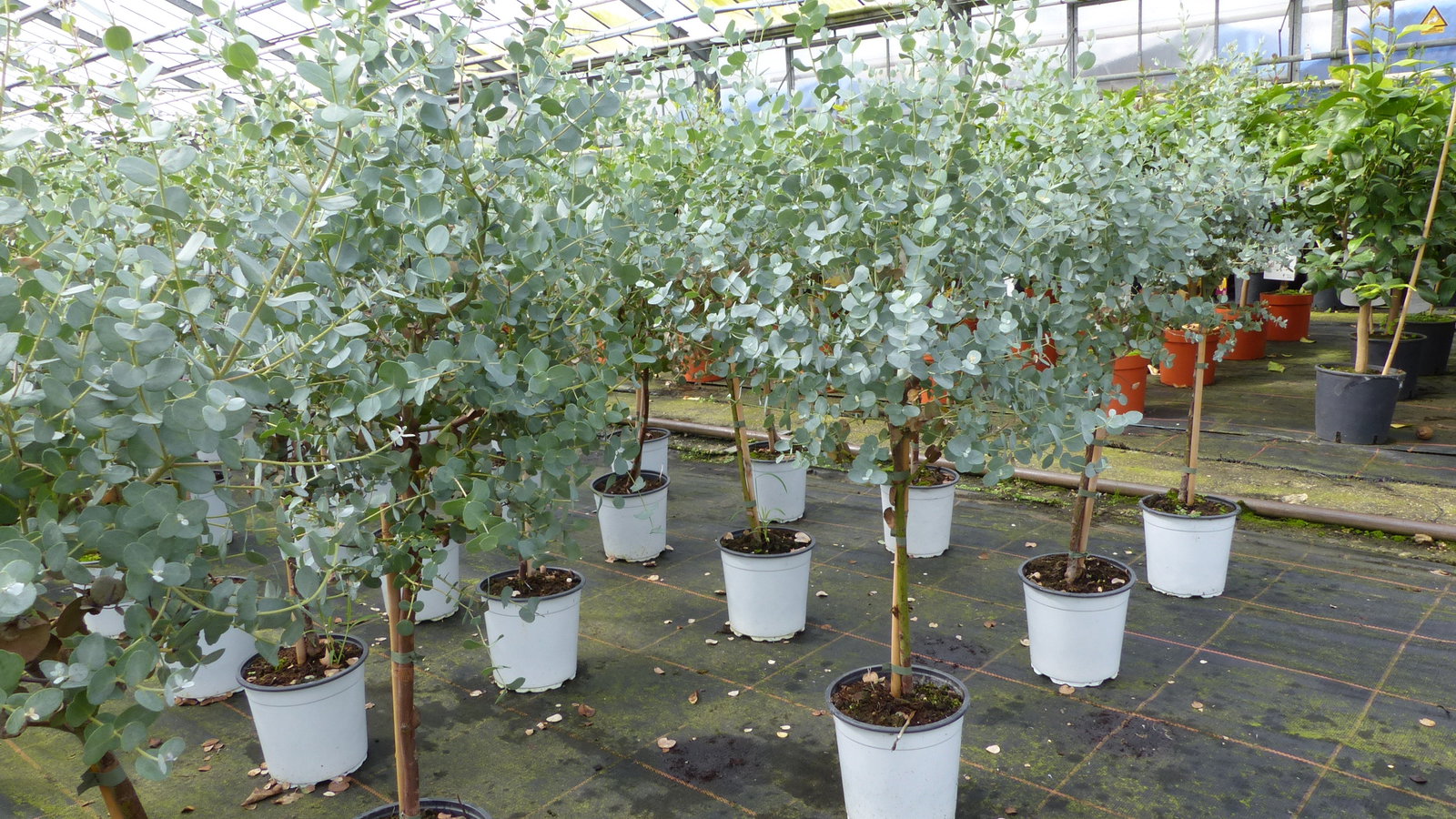 Eucalyptus Gunni Stamm Eukalyptusbaum, 70 - 90 cm, Pflanze winterhart