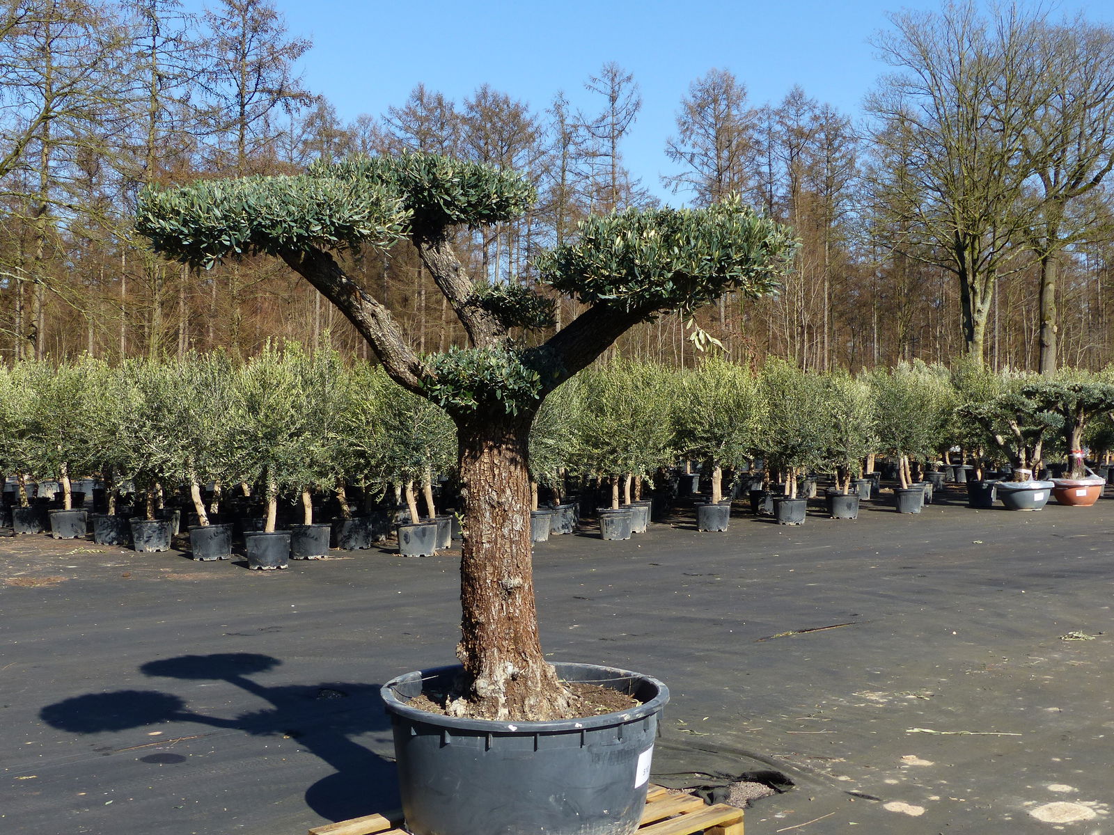 Olivenbaum Pon Pon 215 cm Bonsai Formgehölz, winterhart