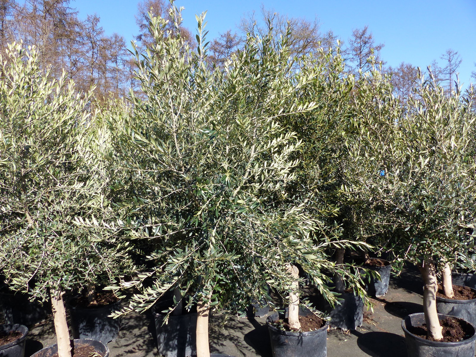 6x Olivenbaum Olive "20 Jahre" 180 - 220 cm, beste Qualität, Stammumfang 20 - 30 cm, winterhart, Olea Europaea