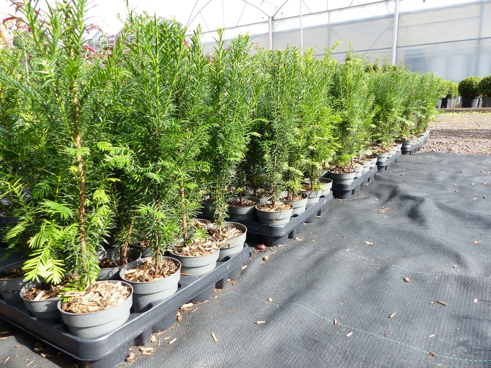5 Stück Taxus Baccata Eibe 45 - 50 cm Hecke winterhart