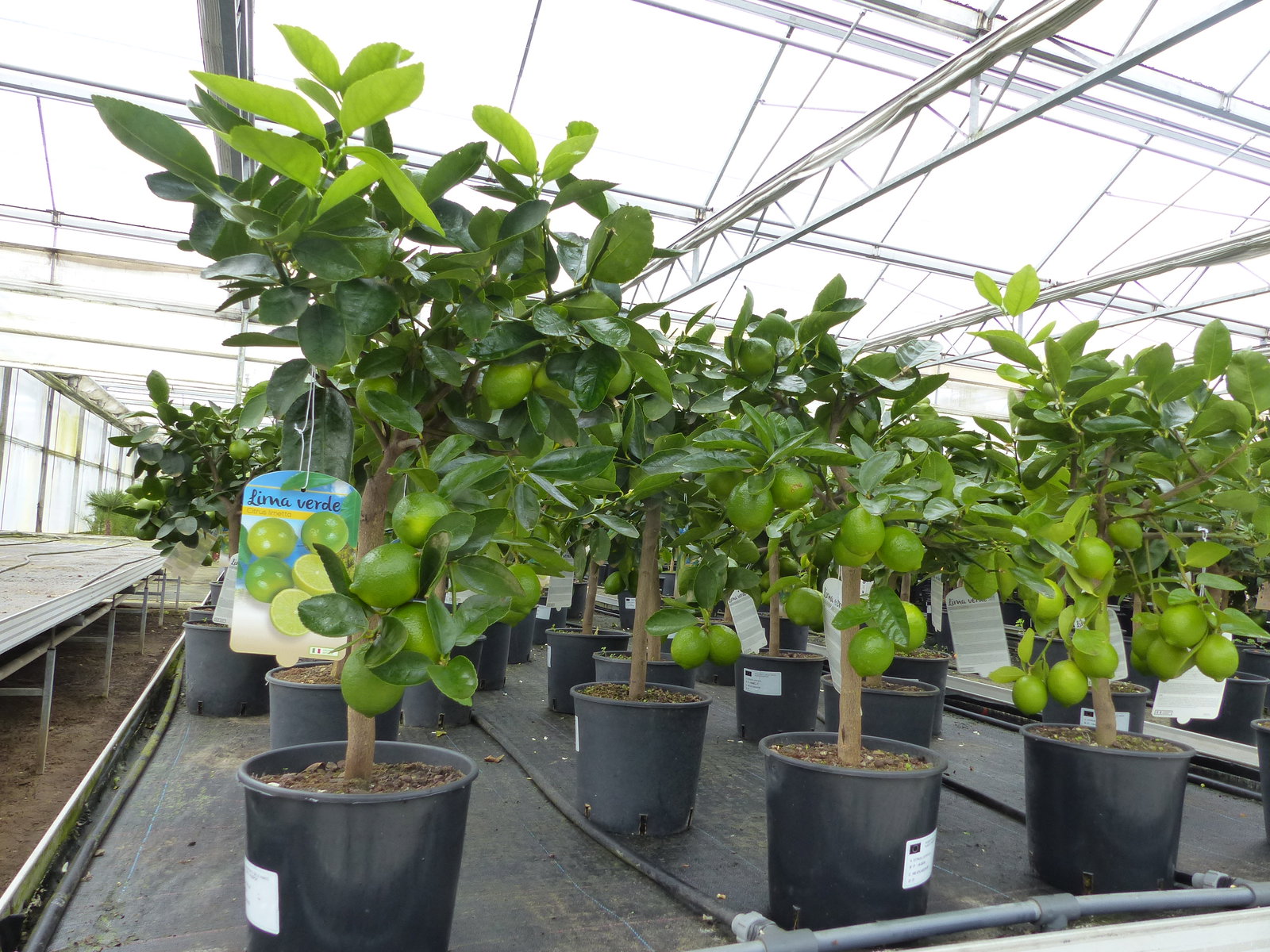 echte Caipi Limette Caipirinha Limettenbaum Citrus Lime 70 - 90 cm Zitruspflanze