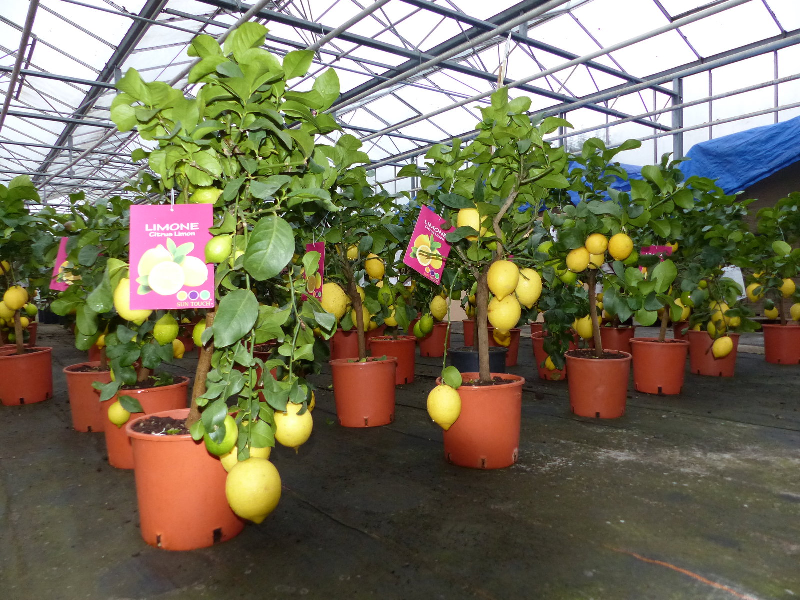 Grünwaren: echter Zitronenbaum 70 - 100 cm Zitrone Citrus Limon Zitruspflanze