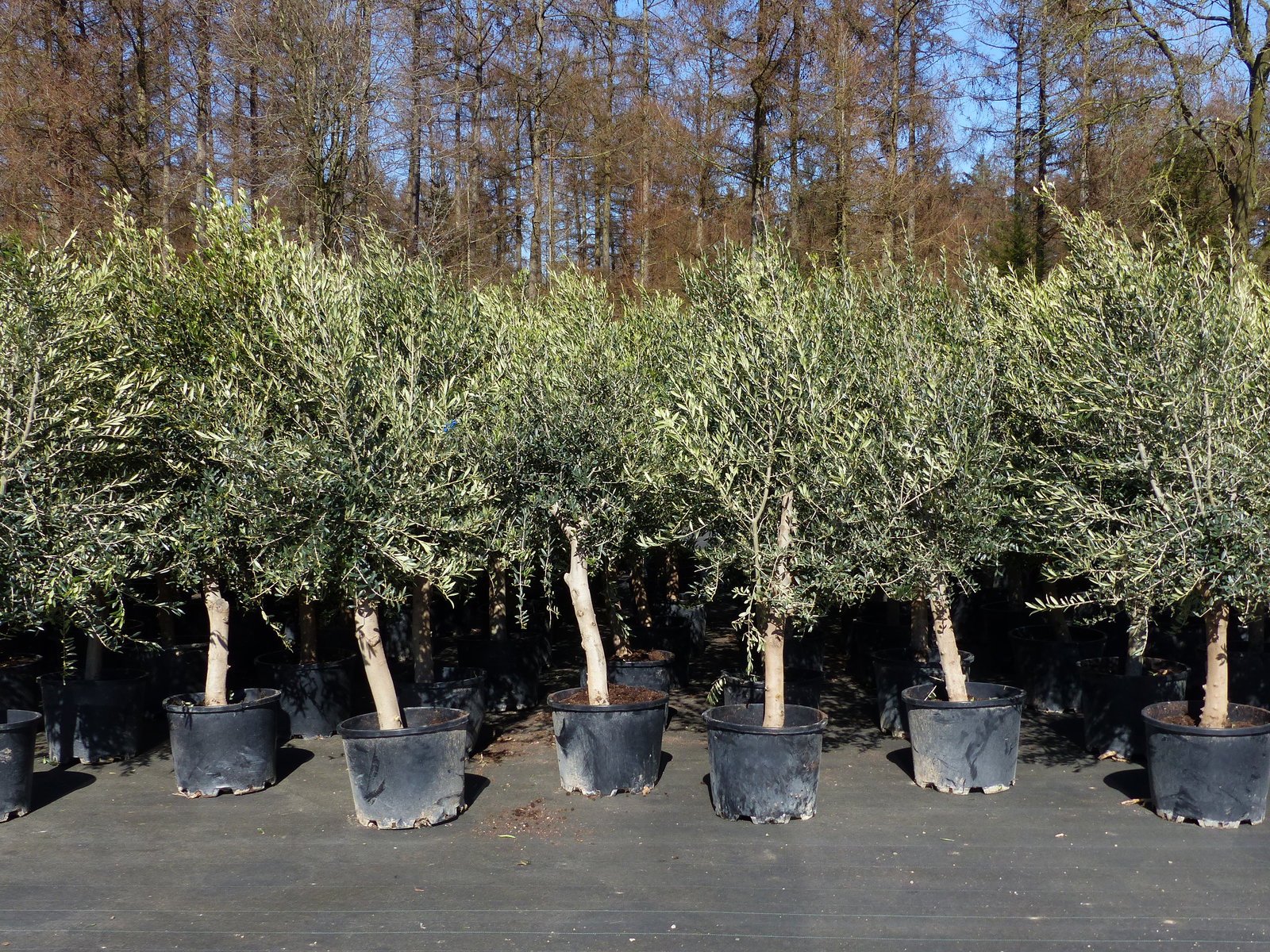 6x Olivenbaum Olive "20 Jahre" 180 - 220 cm, beste Qualität, Stammumfang 20 - 30 cm, winterhart, Olea Europaea