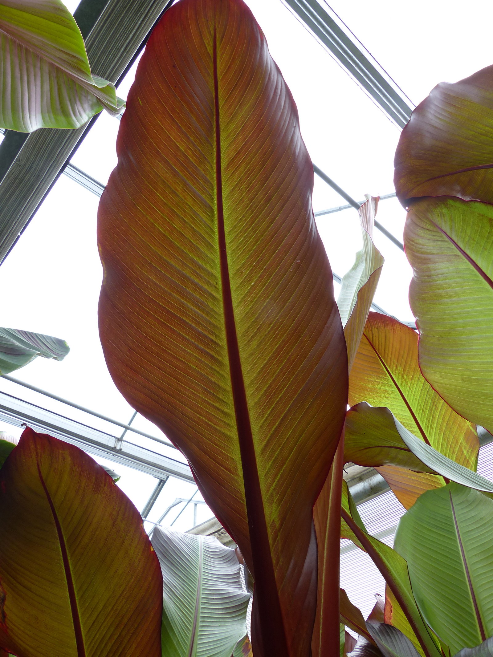 Ensete Ventricosum Maurelli Bananenstaude | Bananenstaude | 140 - 170 cm