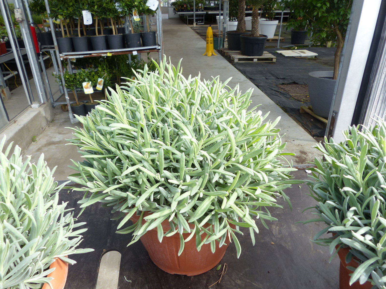 echter Lavendel XL BUSCH Ø 40cm, Höhe 40 cm, Lavandula Angustifolia Kräuter Pflanze Kräuterküche