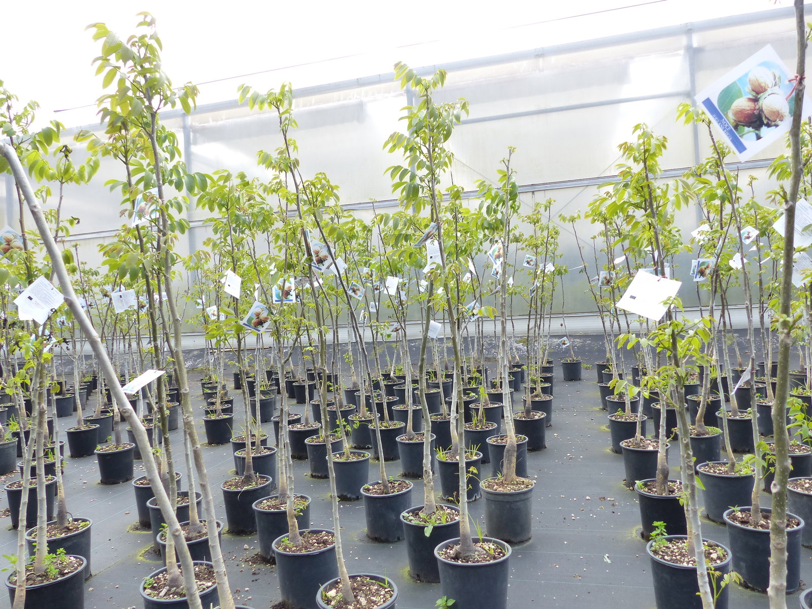 echter Walnussbaum Juglans regia 180 cm Obstbaum winterhart kräftiger Stamm Nussbaum