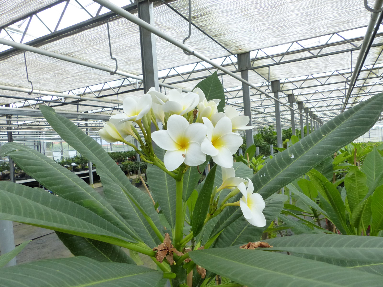Plumeria rubra Santagata | Frangipani | Tempelbaum | Pagodenbaum | 160 - 190 cm