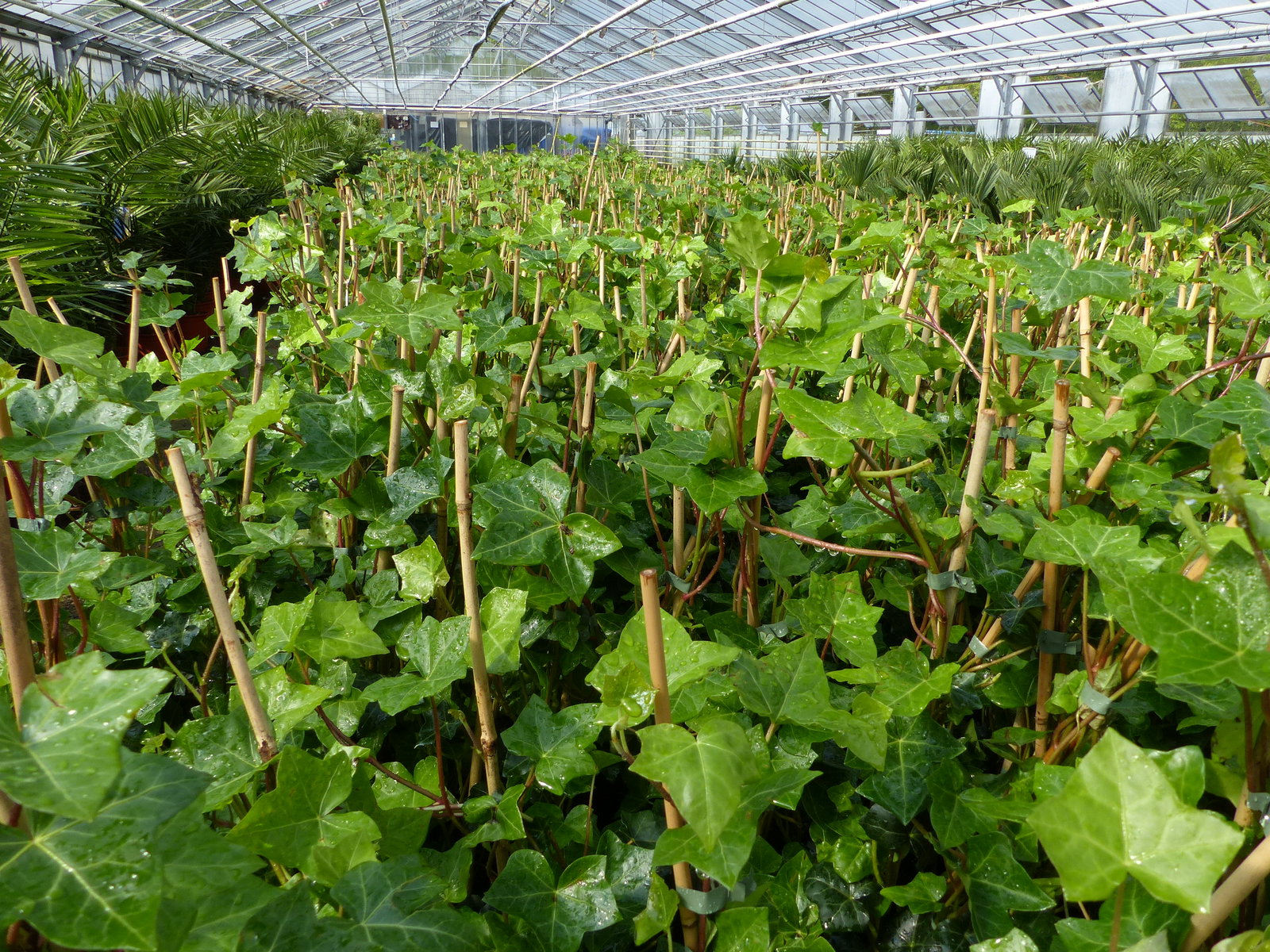 10 Stück Efeu Hedera helix 85 - 105 cm Heckenpflanze winterhart Kletterpflanze Hecke Sichtschutz blickdicht