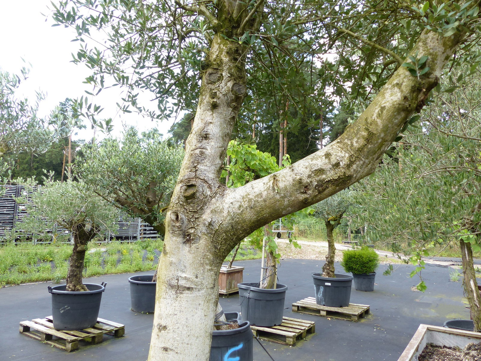 exakt dieser Baum Nr. 0/238 , 260 cm, Olivenbaum 'Angebot' verzweigte Olive winterhart