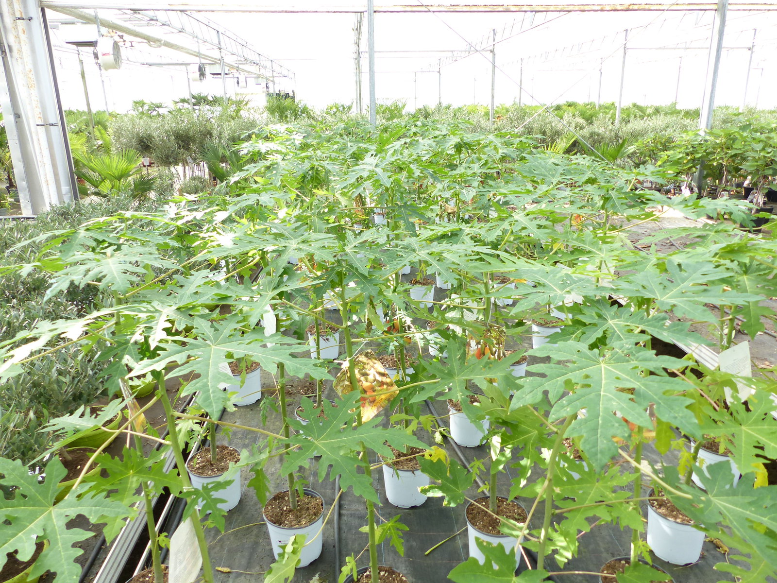 Papaya Carica papaya 100 – 120 cm – Melonenbaum, tropische Kübelpflanze