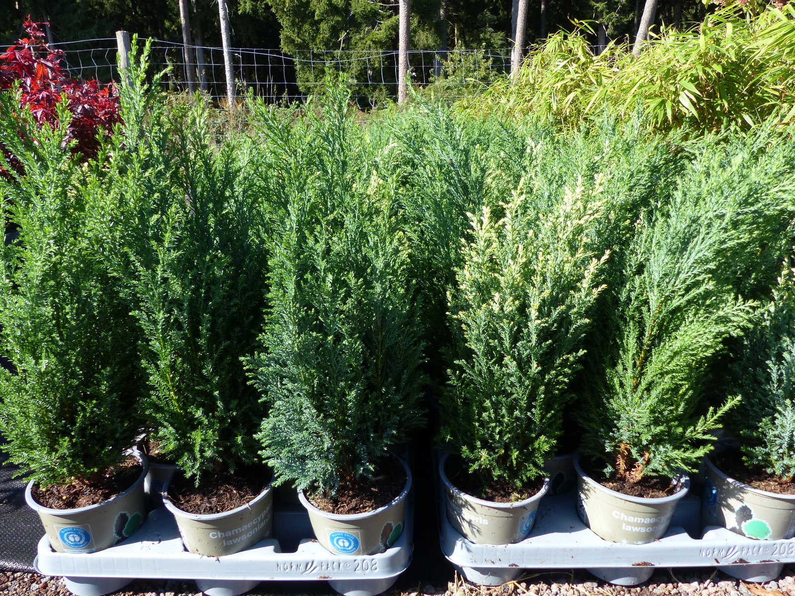25 Stück Zypresse Scheinzypresse Ellwoodii winterharte Konifere 40 - 55 cm Hecke
