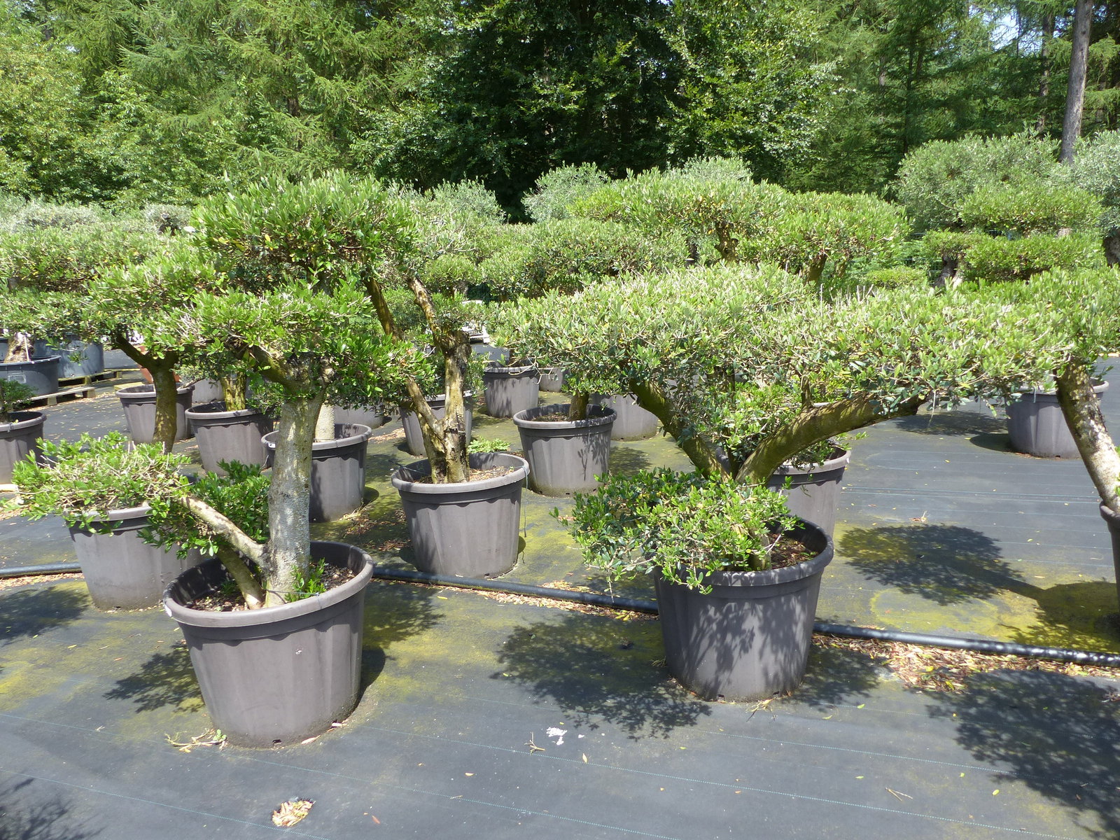 Olivenbaum Olea Europaea als Pon Pon Angebot 130 - 180 cm Bonsai Formgehölz Gartenbonsai Formschnitt winterhart