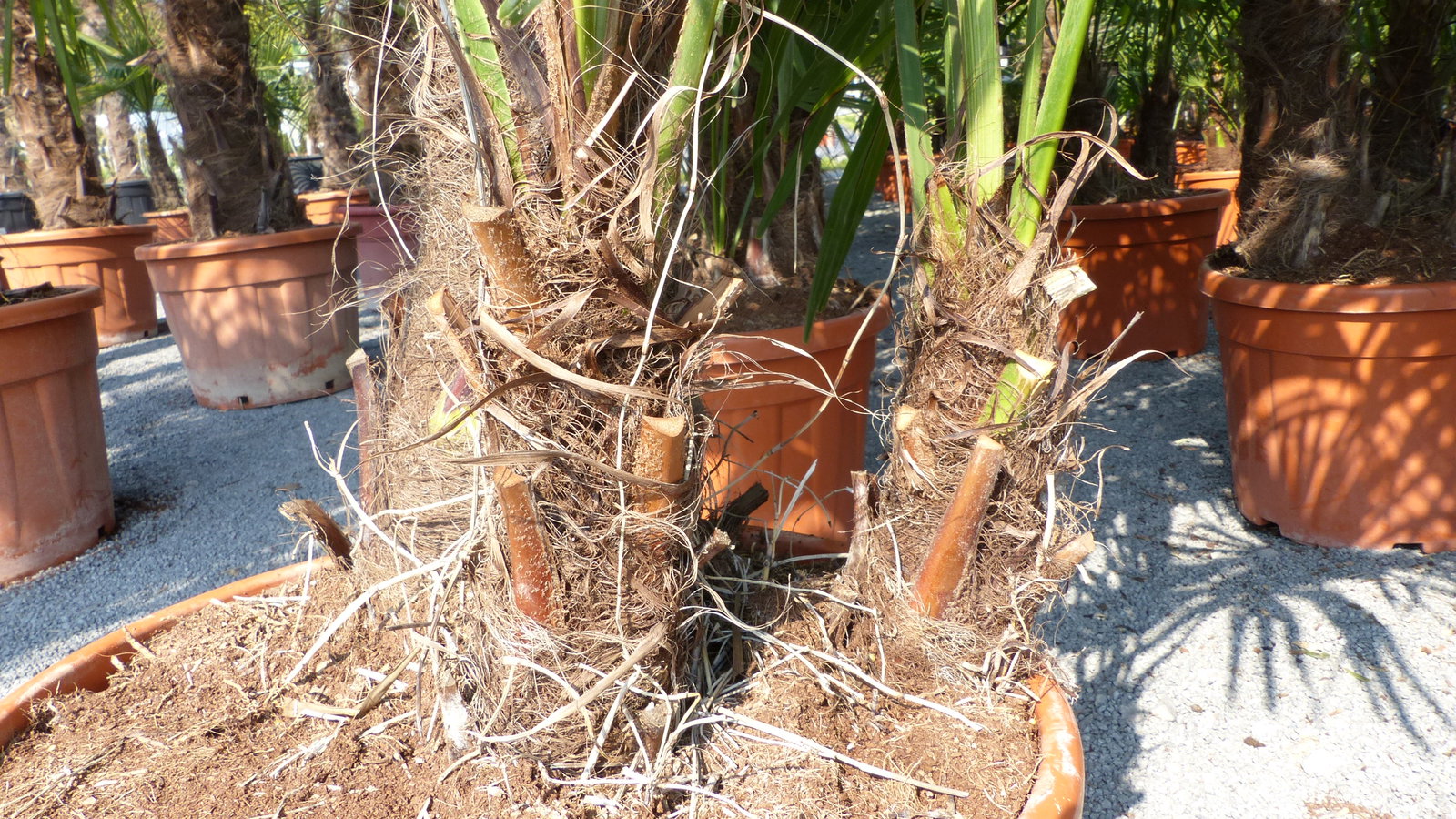 Palmengruppe Trachycarpus Fortunei Palme mehrstämmig, winterhart 220 cm