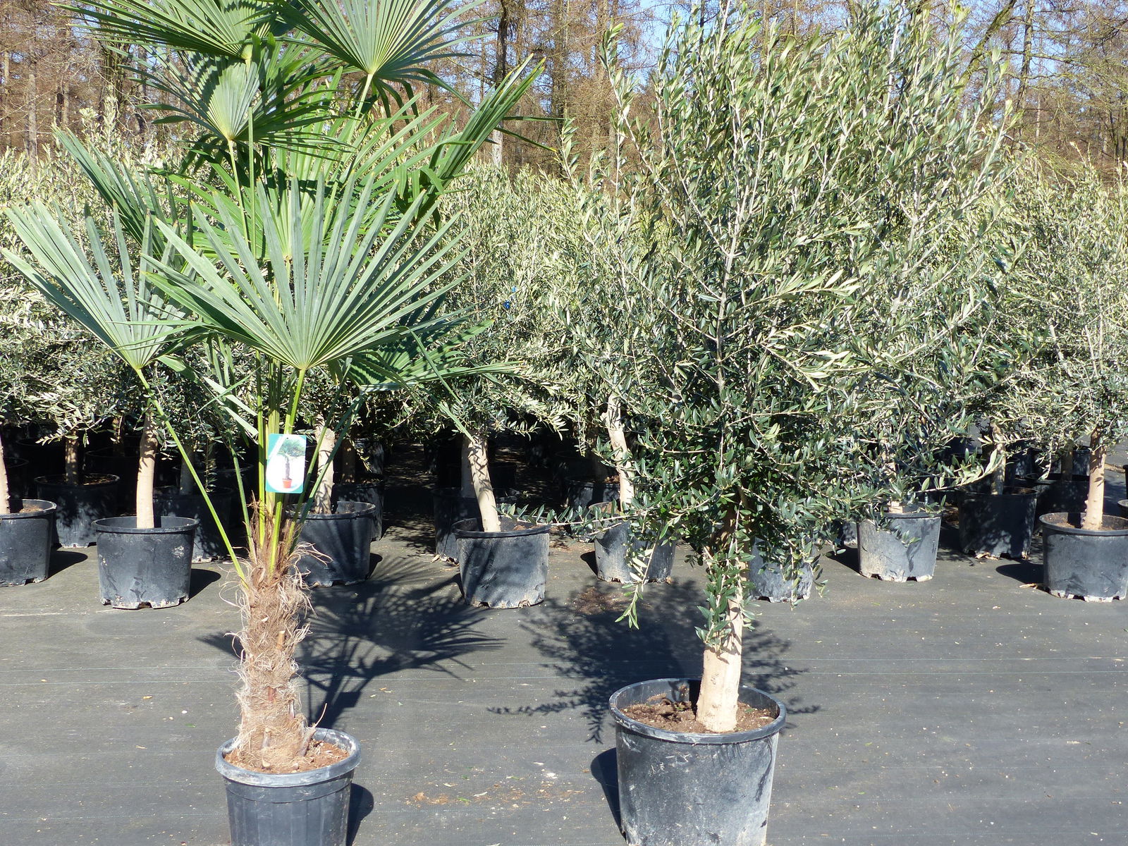 Olivenbaum 20J 180 - 220 cm St.20-30  + 20L Palme St.40 - 60 cm im Set, beste Qualität, winterhart, Trachycarpus Olive