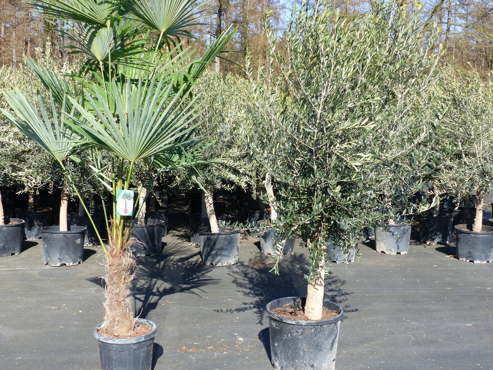 Olivenbaum 20J 180 - 220 cm St.20-30  + 20L Palme St.40 - 60 cm im Set, beste Qualität, winterhart, Trachycarpus Olive