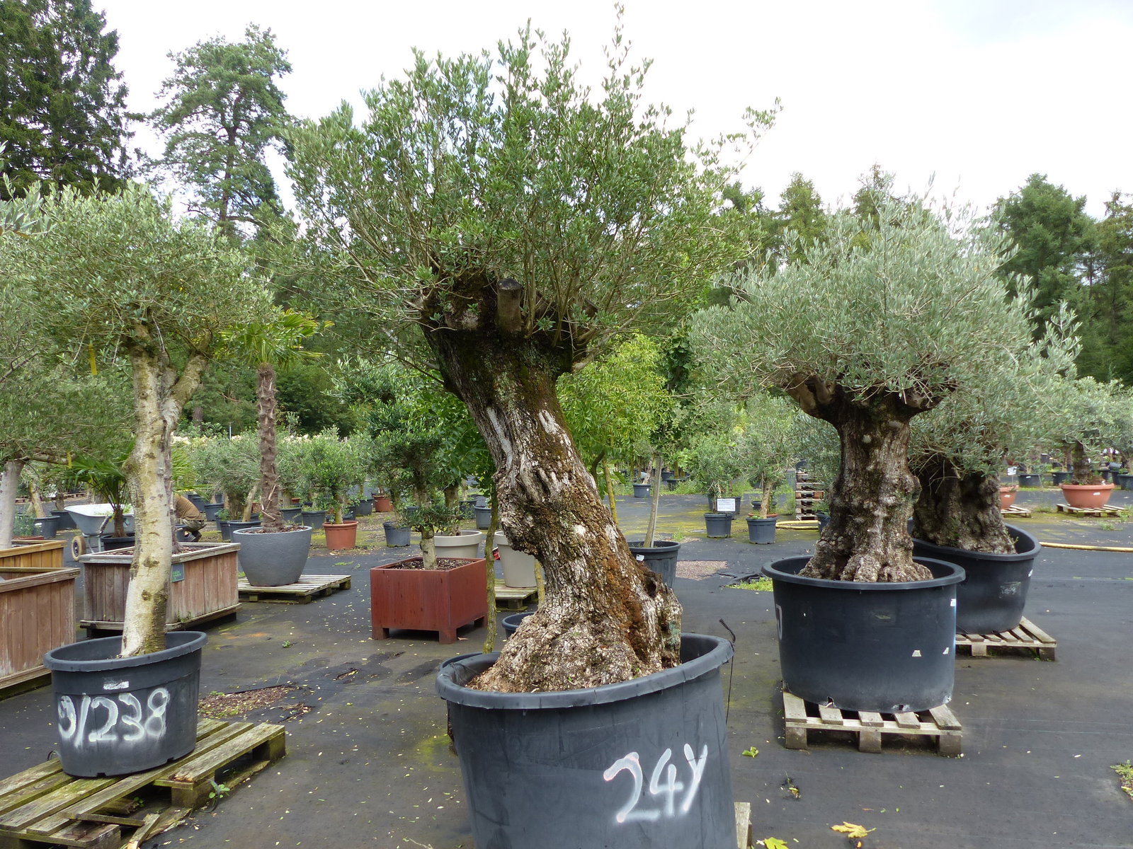 exakt dieser Baum Nr. 24Y, 245 cm, Olivenbaum 'Angebot' knorrige alte urige Olive winterhart